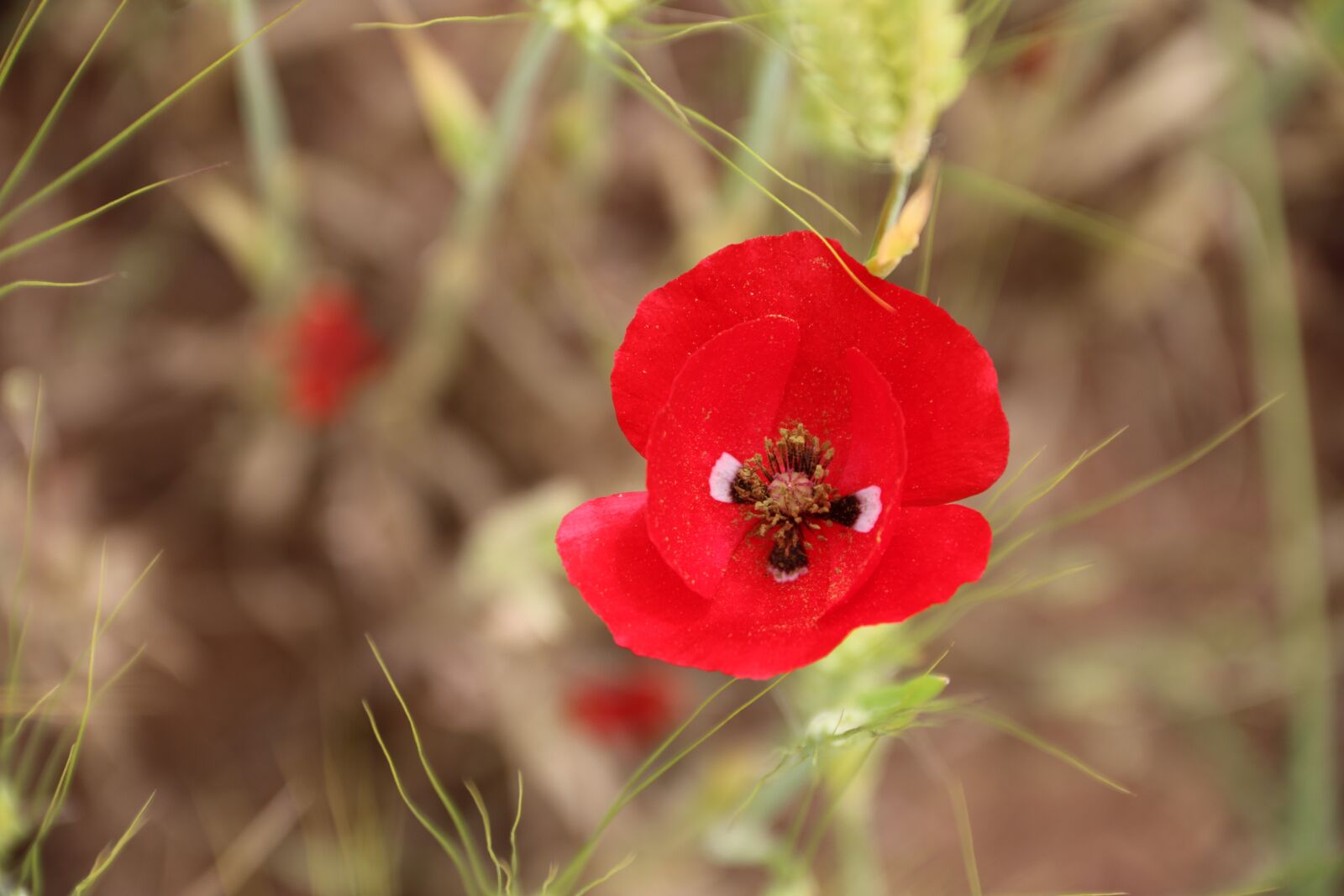 Canon EF-S 18-135mm F3.5-5.6 IS sample photo. Papaver rhoeas, flower, plant photography