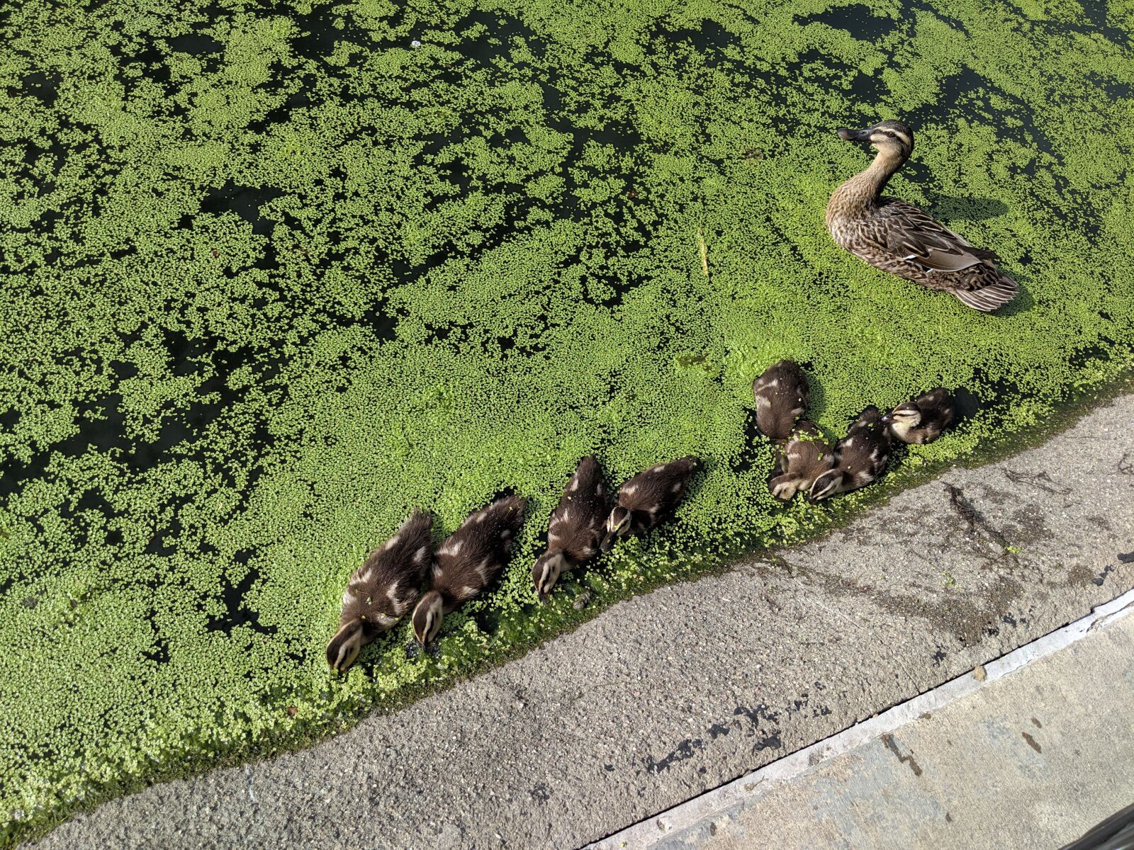Google Pixel 2 sample photo. Duck family, ducks, baby photography