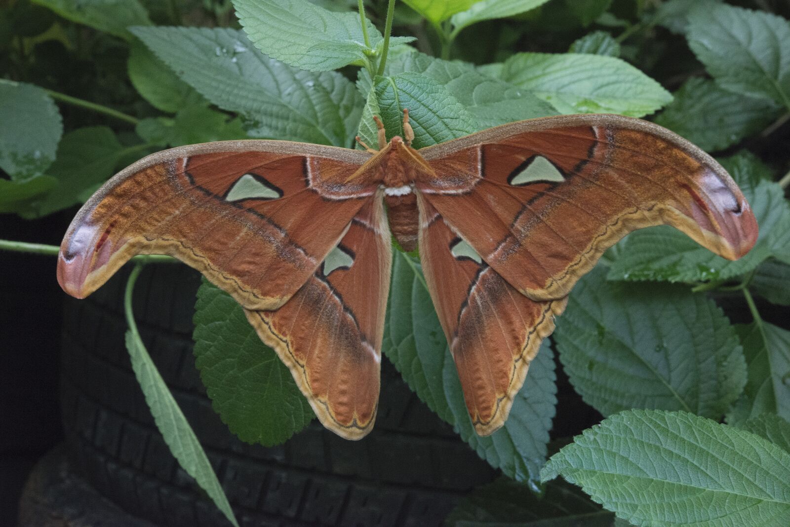 Nikon D800 sample photo. Butterfly, nature, summer photography