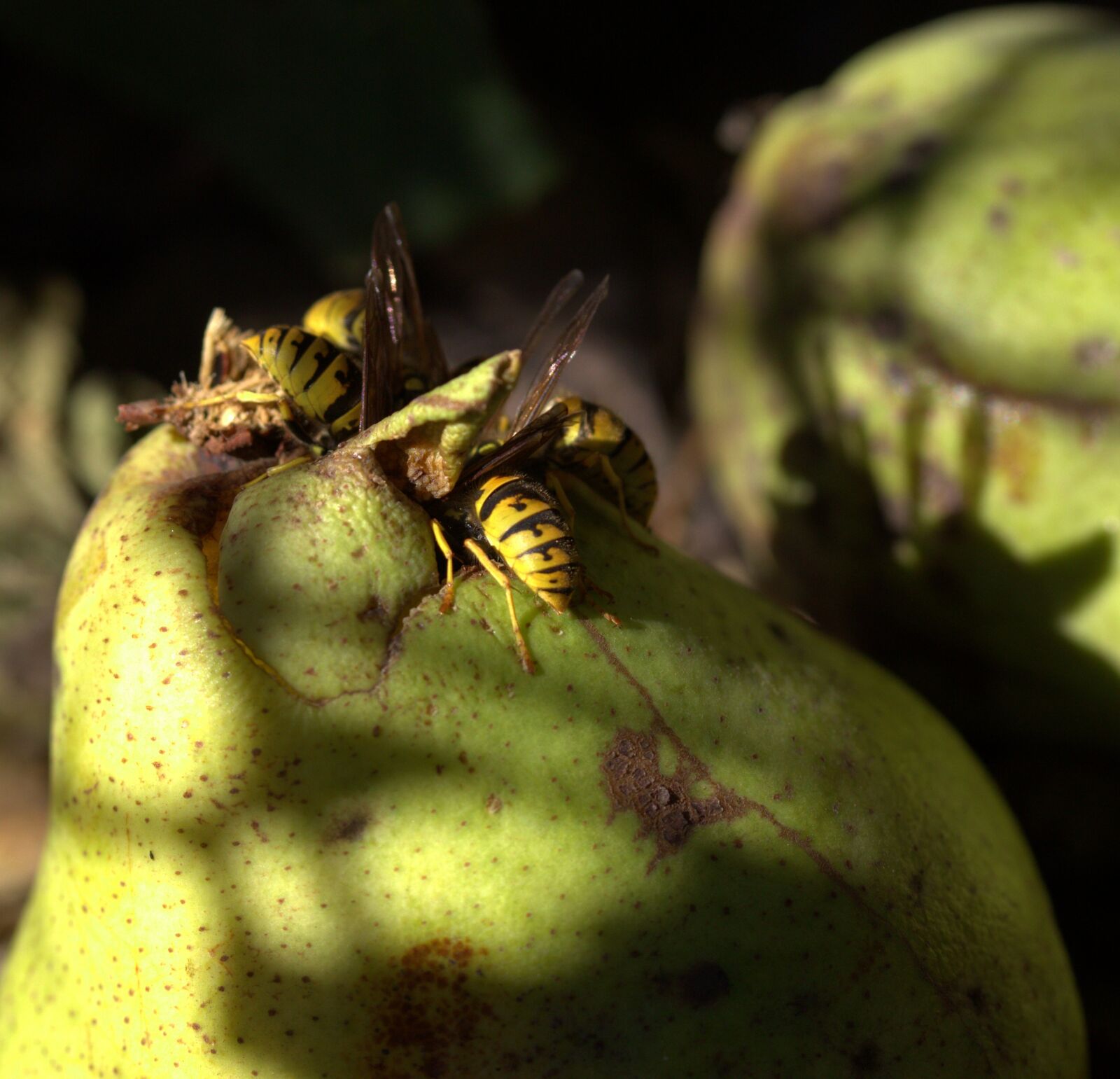 Canon EF-S 60mm F2.8 Macro USM sample photo. Wasp, food, para photography