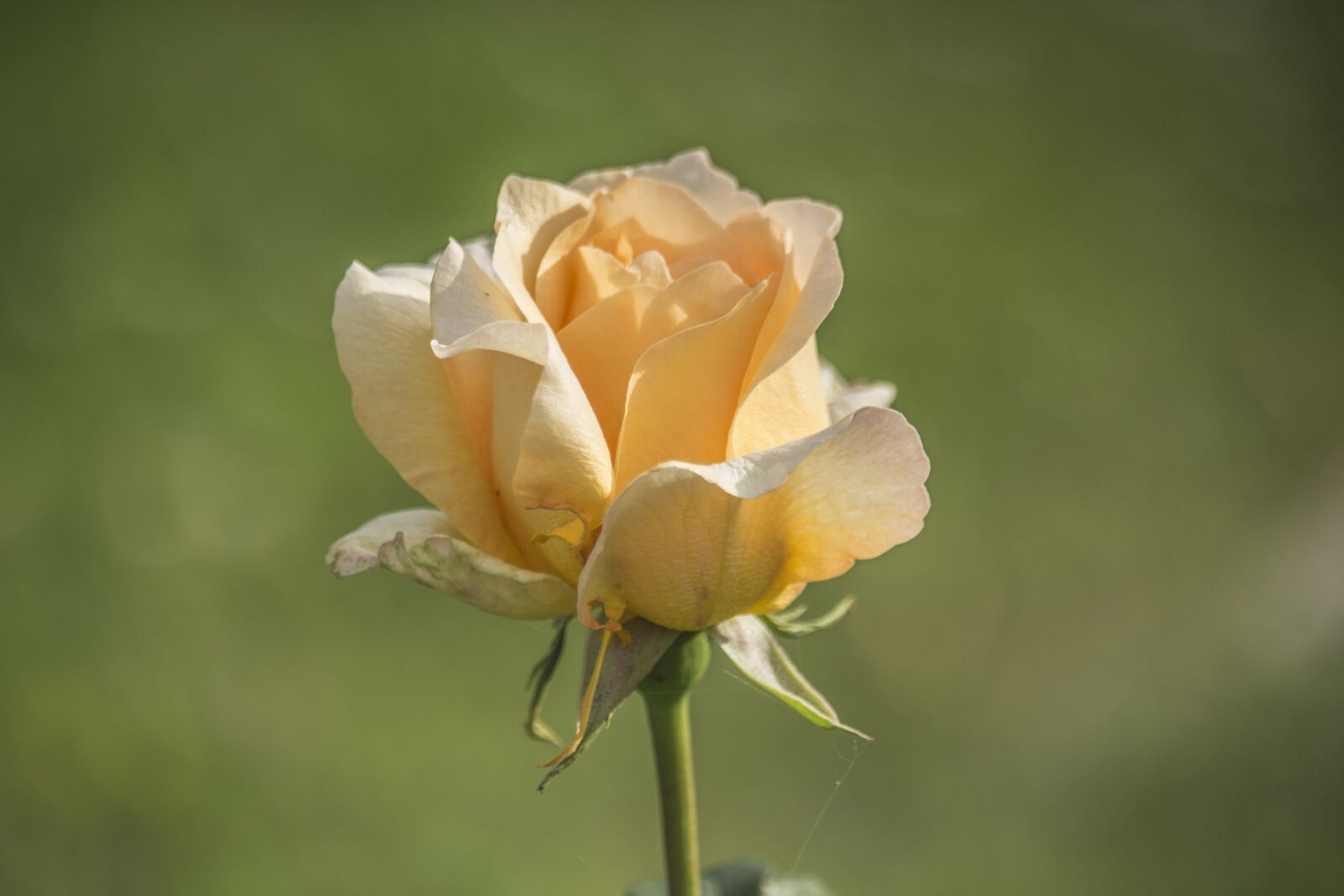 Canon EF-S 55-250mm F4-5.6 IS STM sample photo. Rose, green, summer photography