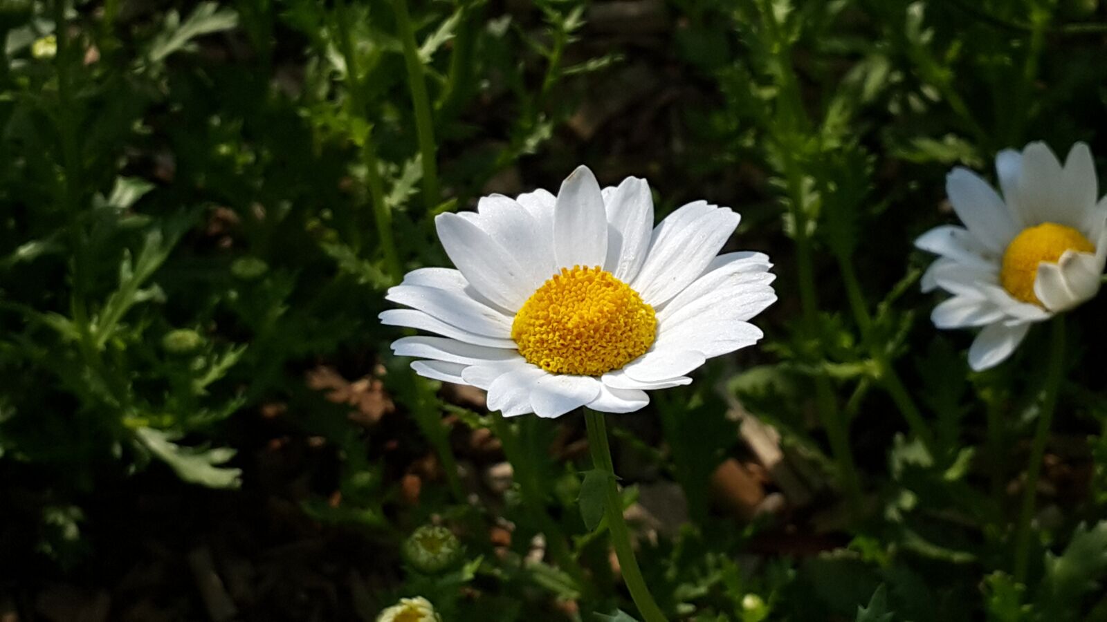 Samsung Galaxy Note4 sample photo. Spring flowers, flowers, nature photography