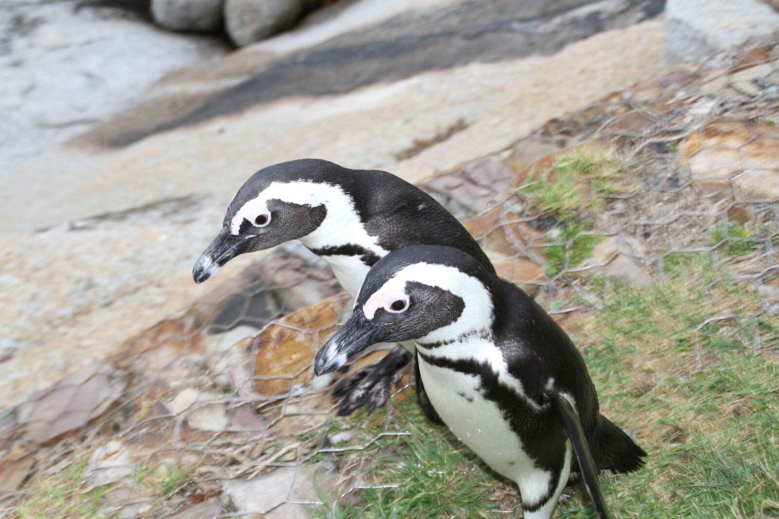 Canon EOS 7D sample photo. Cape, town, pinguim, south photography