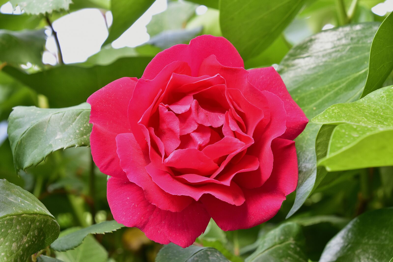 Nikon D7200 sample photo. Flower, plant, leaf photography