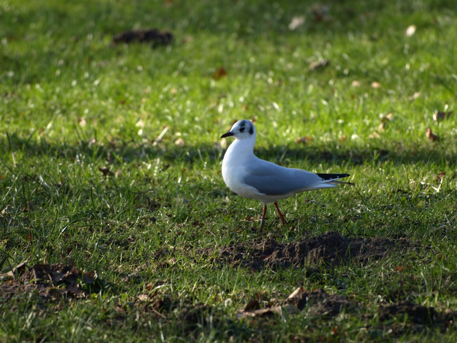 Olympus E-510 (EVOLT E-510) sample photo. Gull, seagull, bird photography