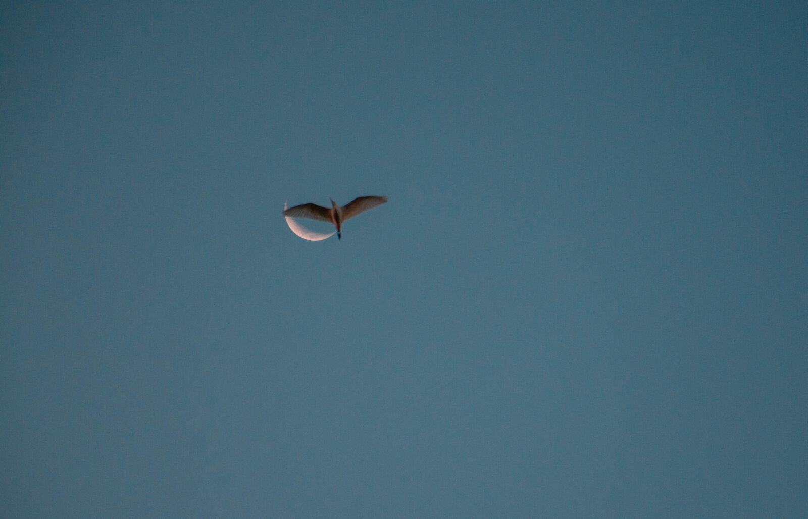 Nikon D7200 sample photo. Bird, sky, freedom photography