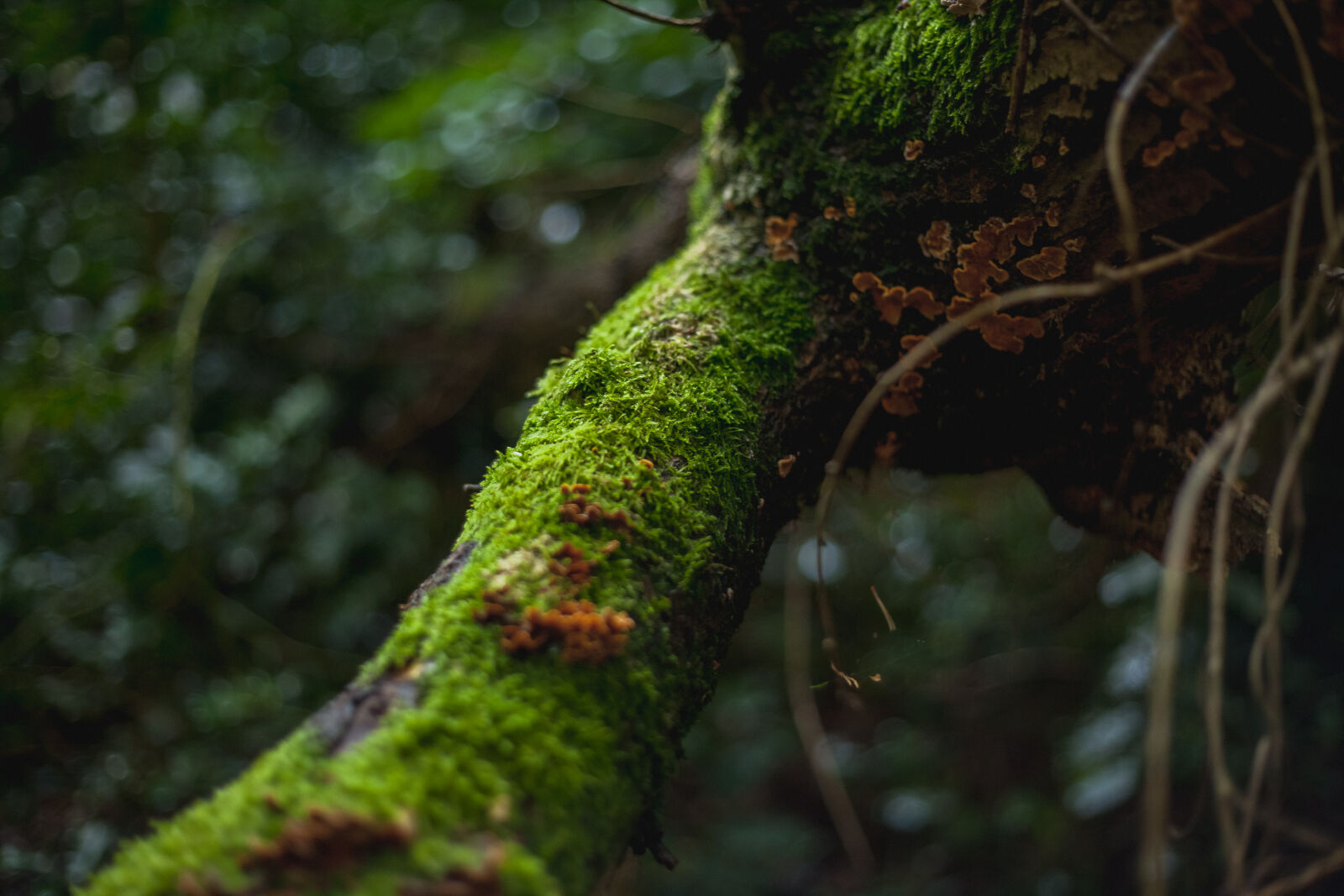 Canon EF 50mm F1.8 II sample photo. Autumn, mood, forest, moss photography