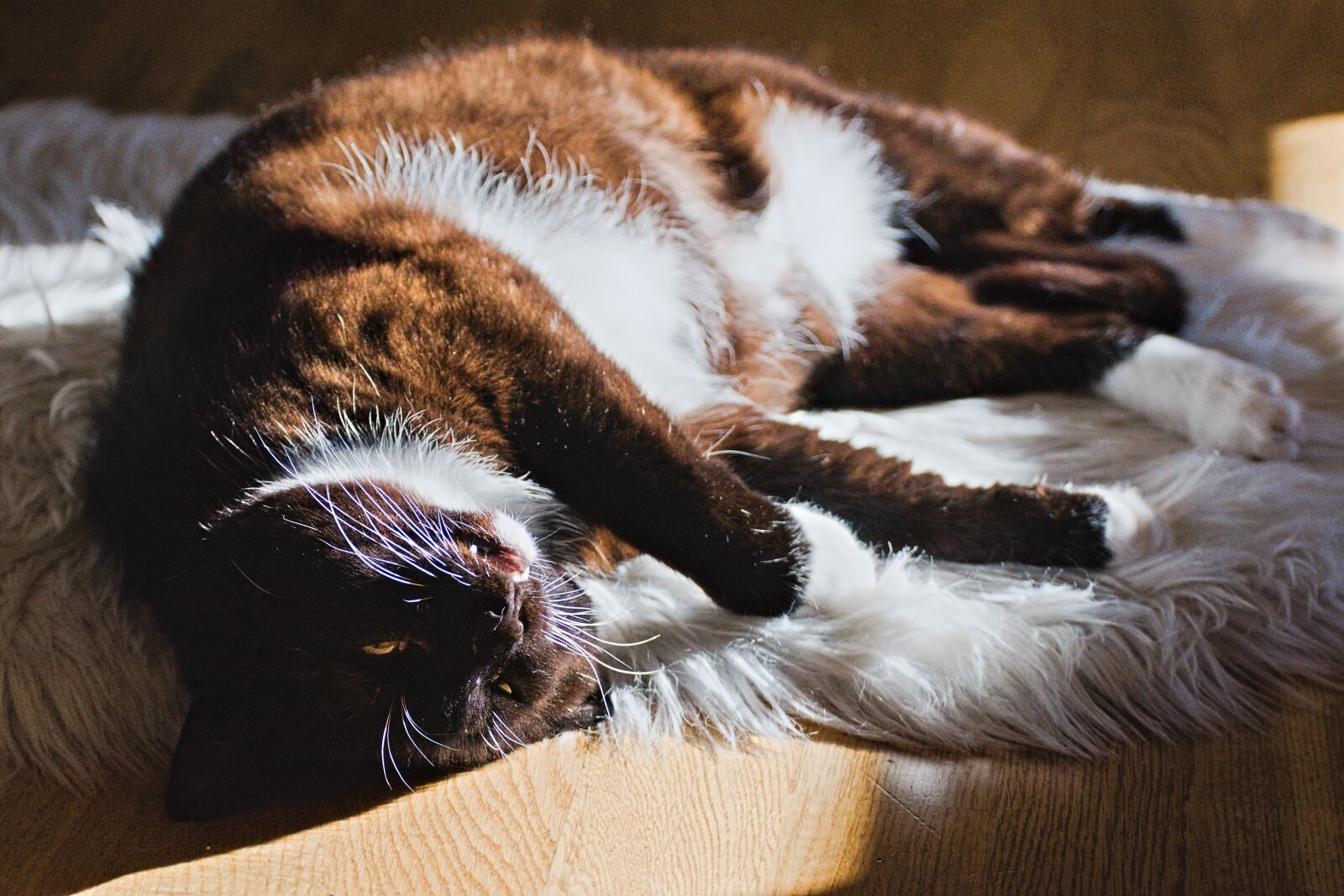 Nikon D3500 sample photo. Cat, nature, animals photography