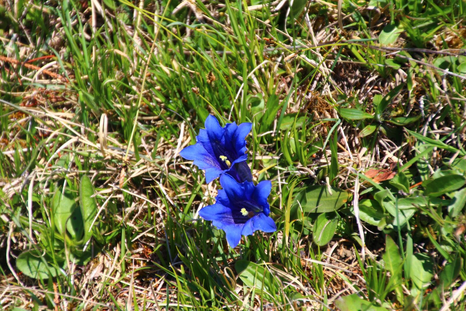Canon EOS 700D (EOS Rebel T5i / EOS Kiss X7i) sample photo. Gentian, alpine flower, allg photography
