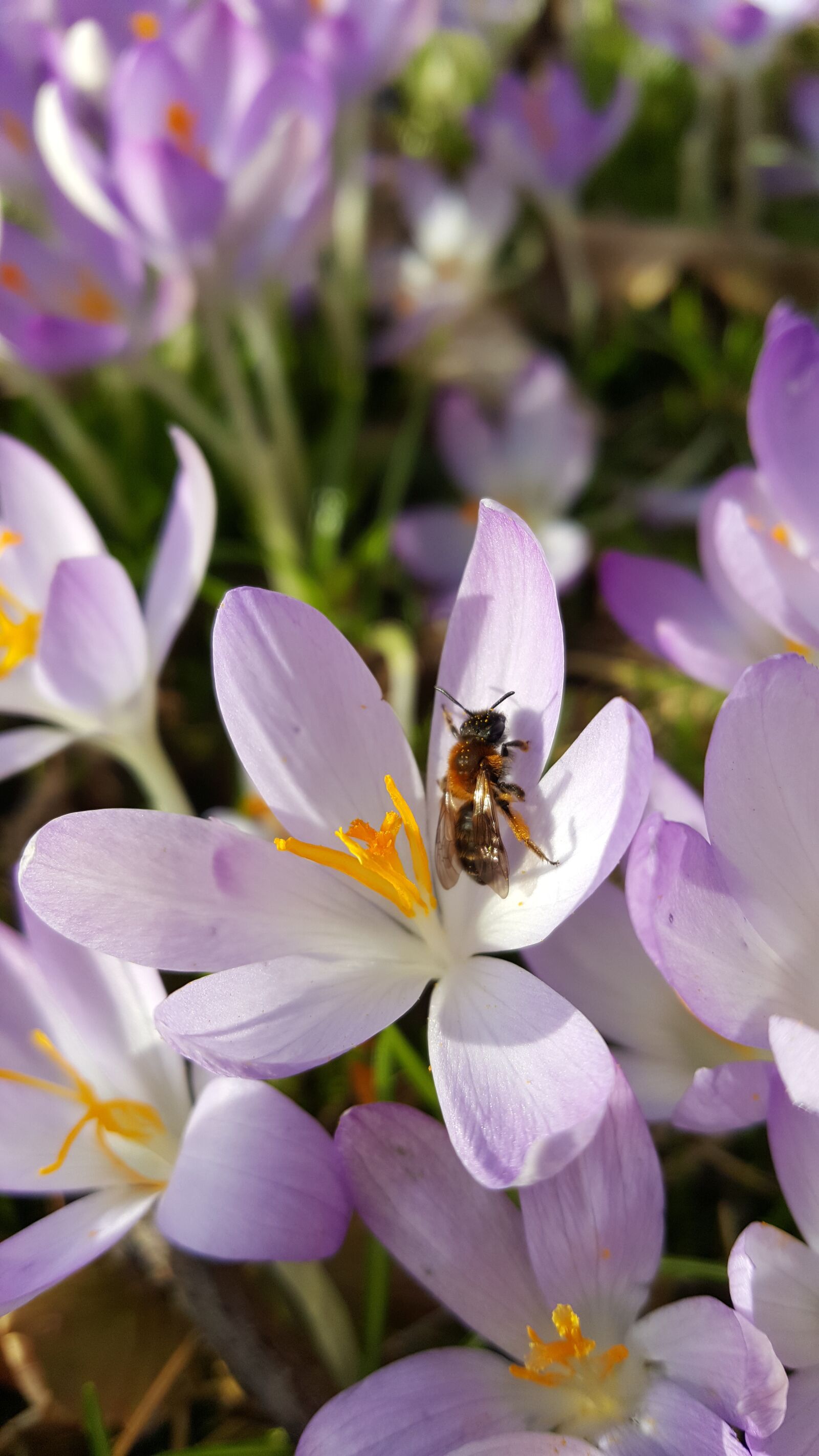 Samsung Galaxy S6 sample photo. Bee, wild bee, crocus photography
