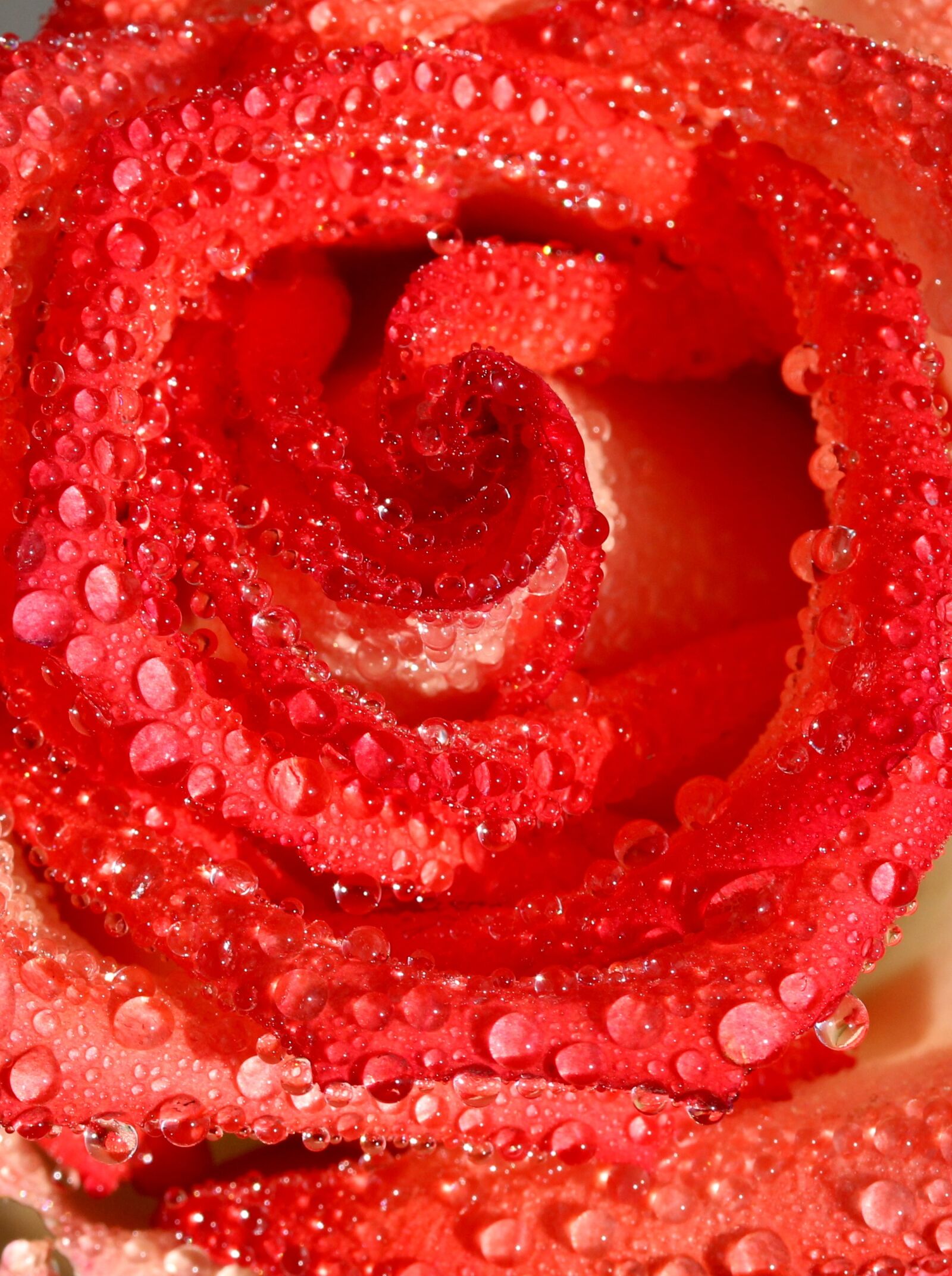 Canon EF-S 60mm F2.8 Macro USM sample photo. Rose, red, wet photography