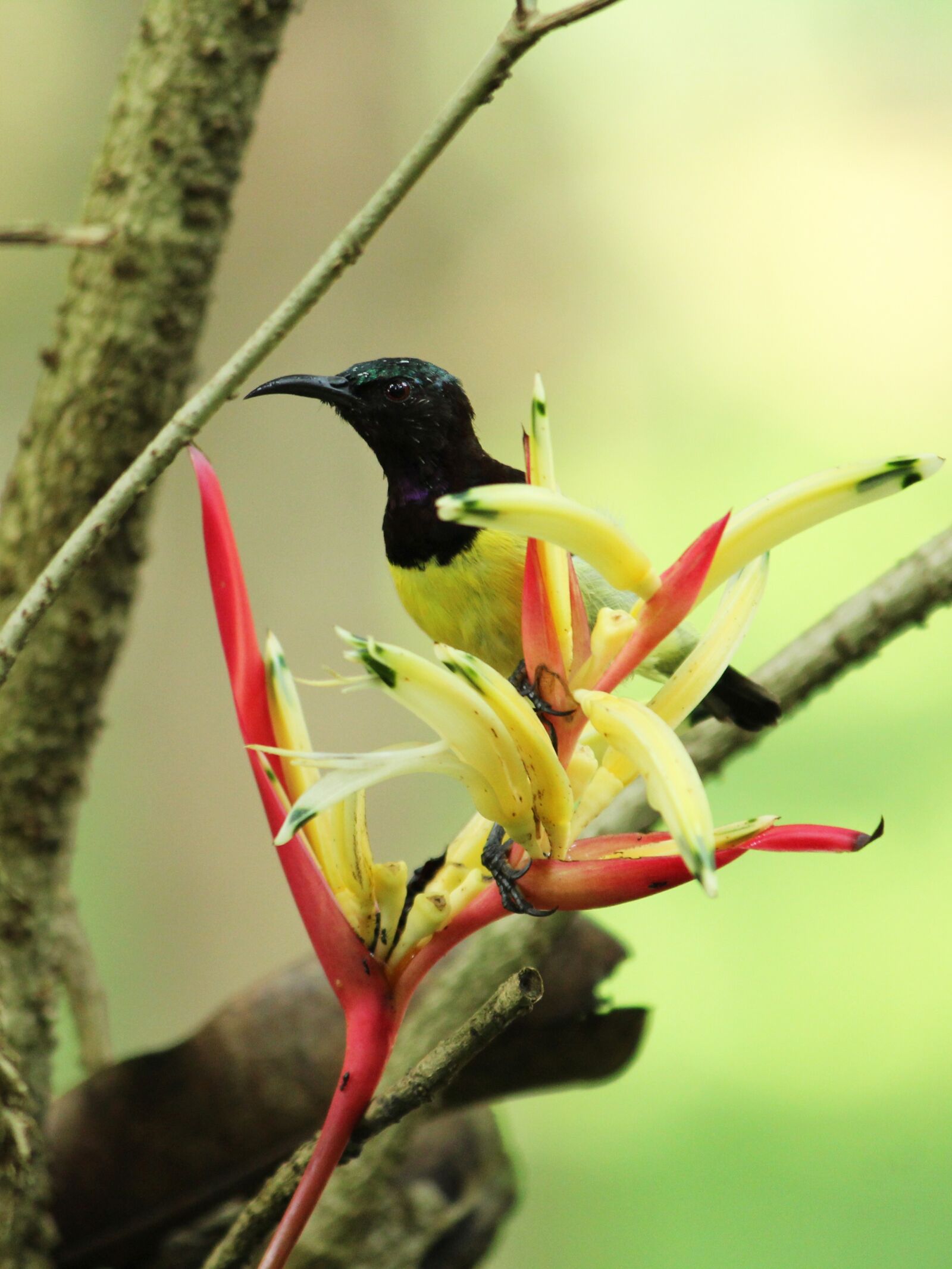 Canon EOS 1300D (EOS Rebel T6 / EOS Kiss X80) sample photo. Bird, nature, wildlife photography