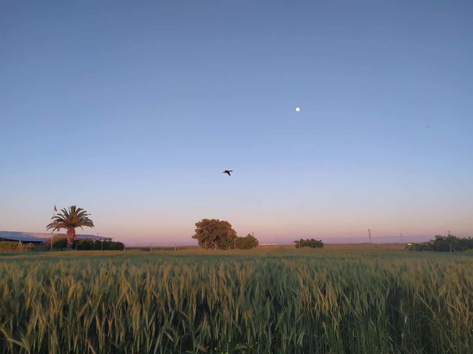 Xiaomi Redmi Note 7 sample photo. Countryside, sunset, madrid photography
