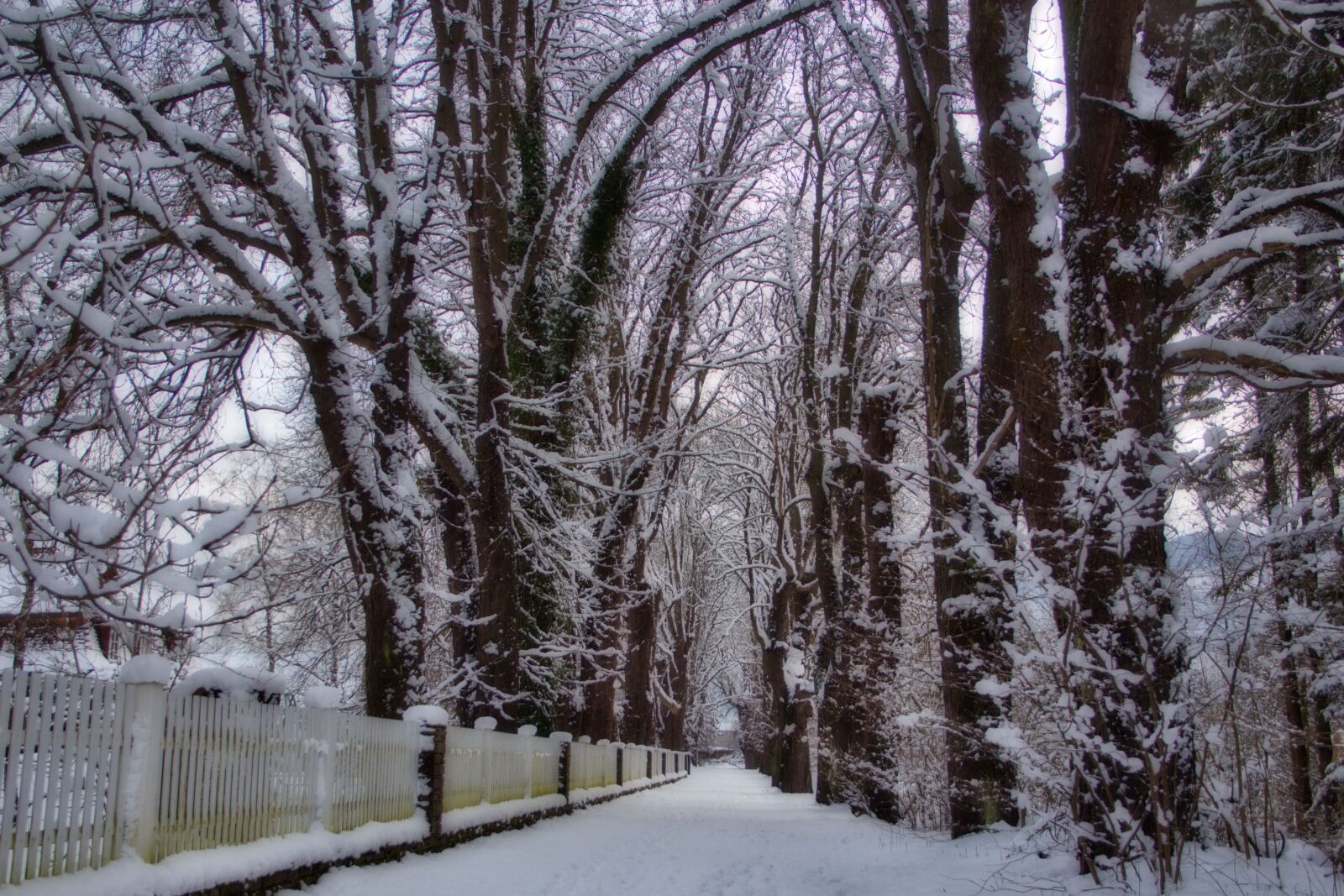 Canon EOS 700D (EOS Rebel T5i / EOS Kiss X7i) sample photo. Trees, trail, nature photography