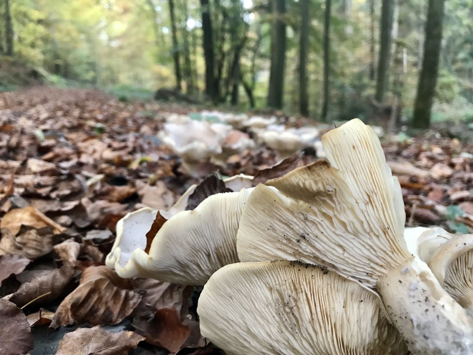 iPhone 7 back camera 3.99mm f/1.8 sample photo. Forest, autumn, mushroom photography