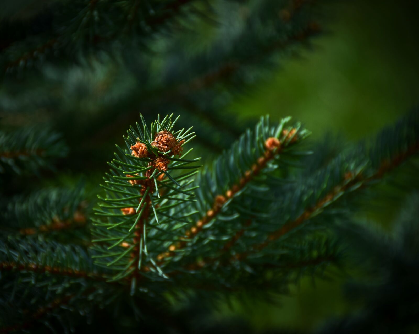 Nikon D3300 sample photo. Evergreen, tree, fir, tree photography