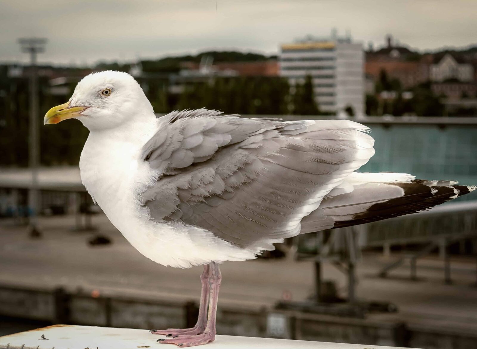 Nikon D3300 sample photo. Nature, bird, wildlife, water photography