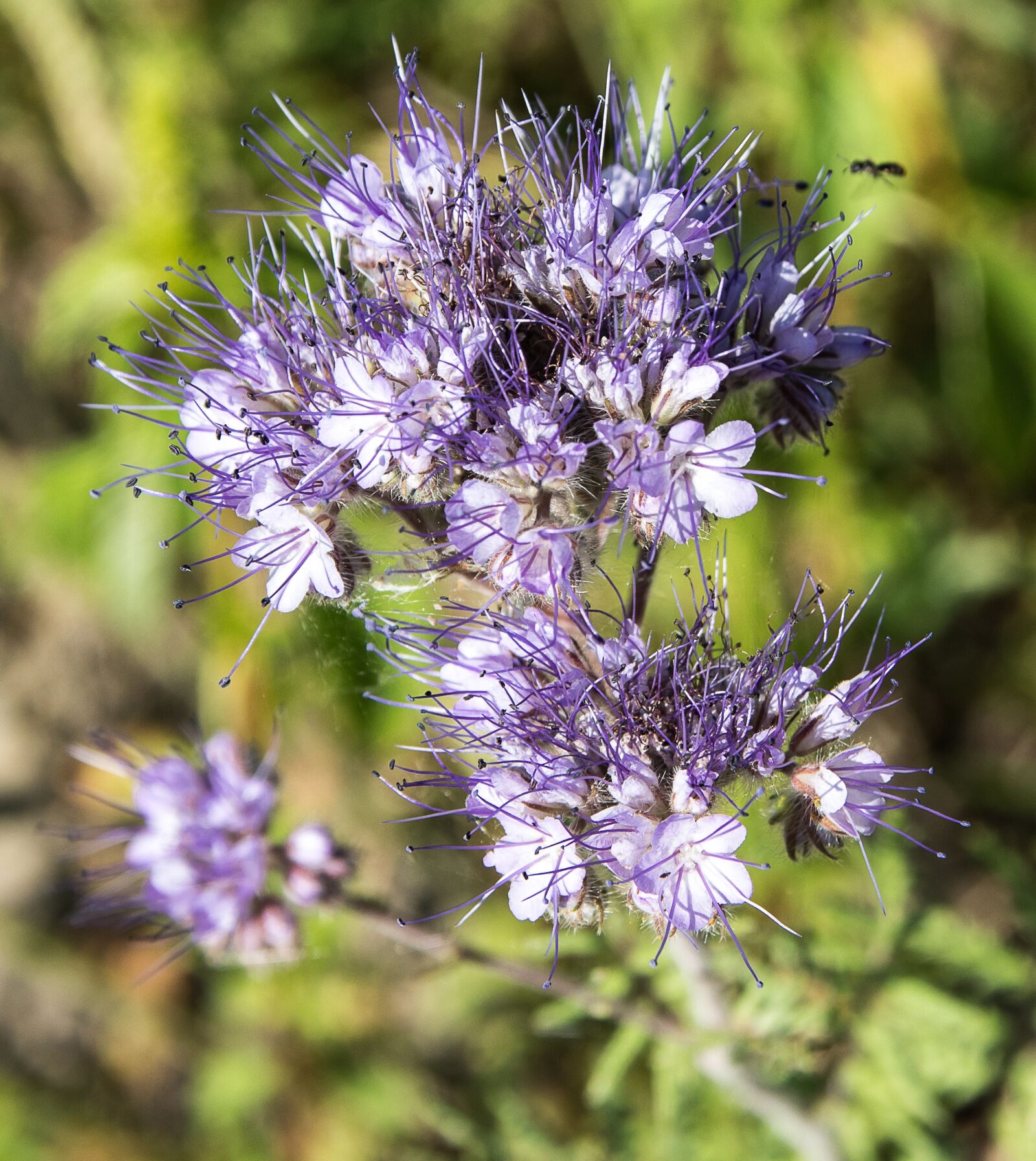 Canon EOS 80D sample photo. Pointed flower, plant, flower photography