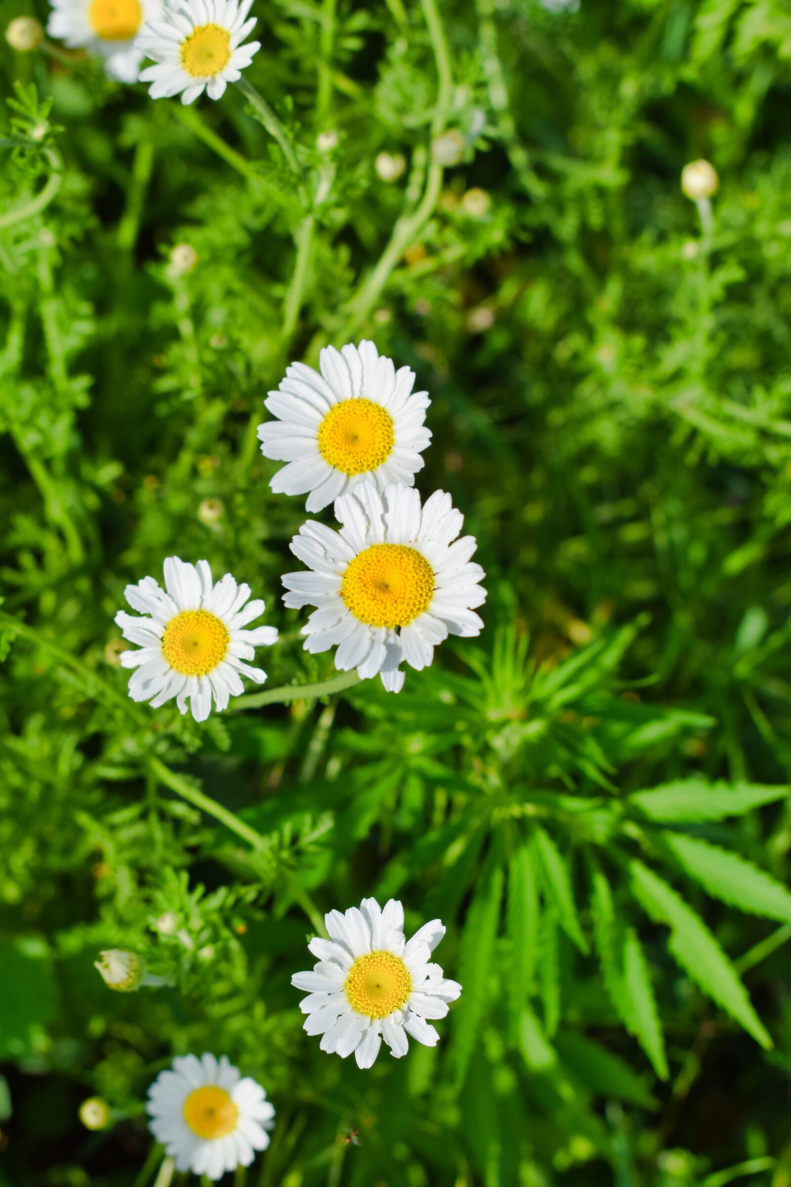 Nikon D3300 sample photo. Beautiful, flowering, blossom photography