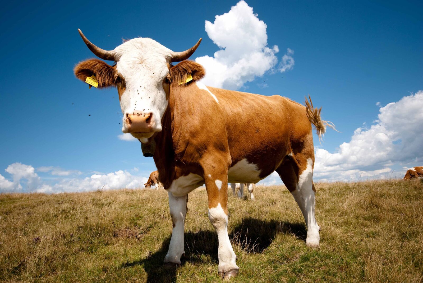 Nikon D80 sample photo. Bull, wide angle, summer photography