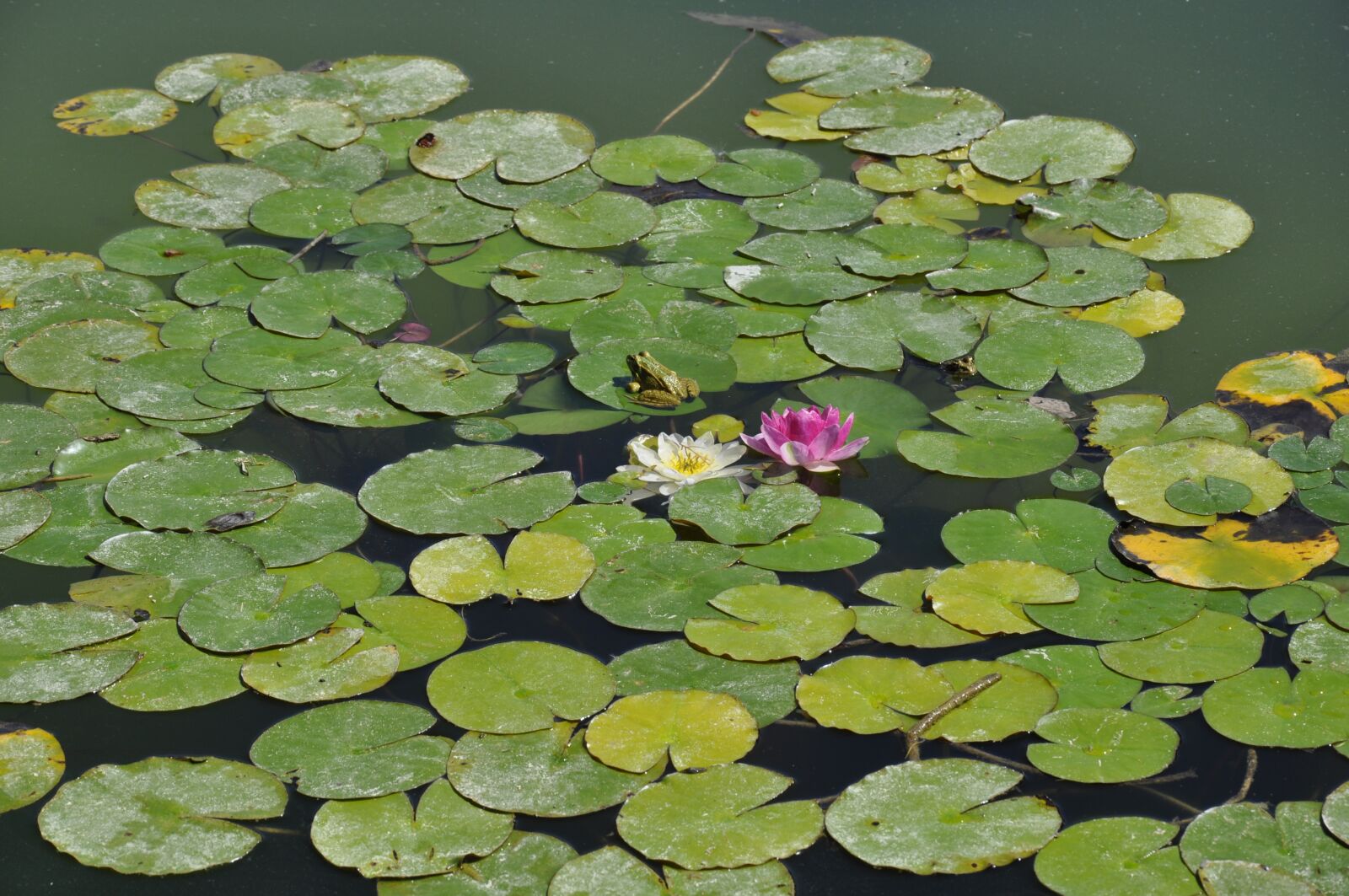 Nikon D5000 sample photo. Water lilies, waterlilies, pond photography
