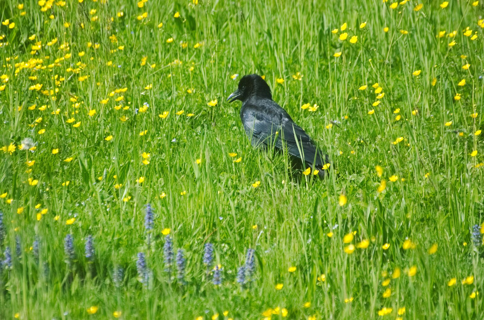 Nikon D70 sample photo. Raven, crow, carrion crow photography
