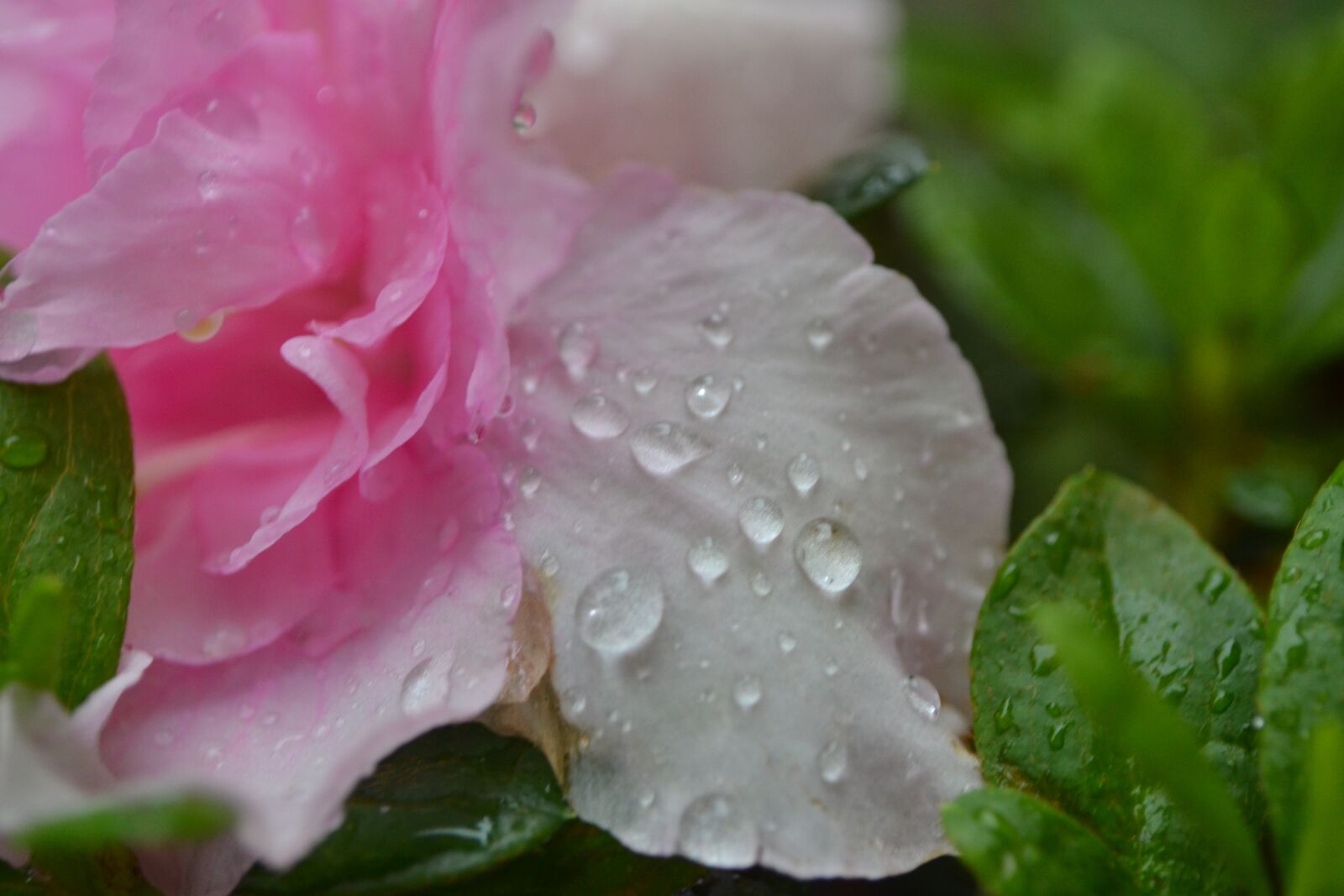 Nikon D3100 sample photo. Natureza, rosa, verde photography