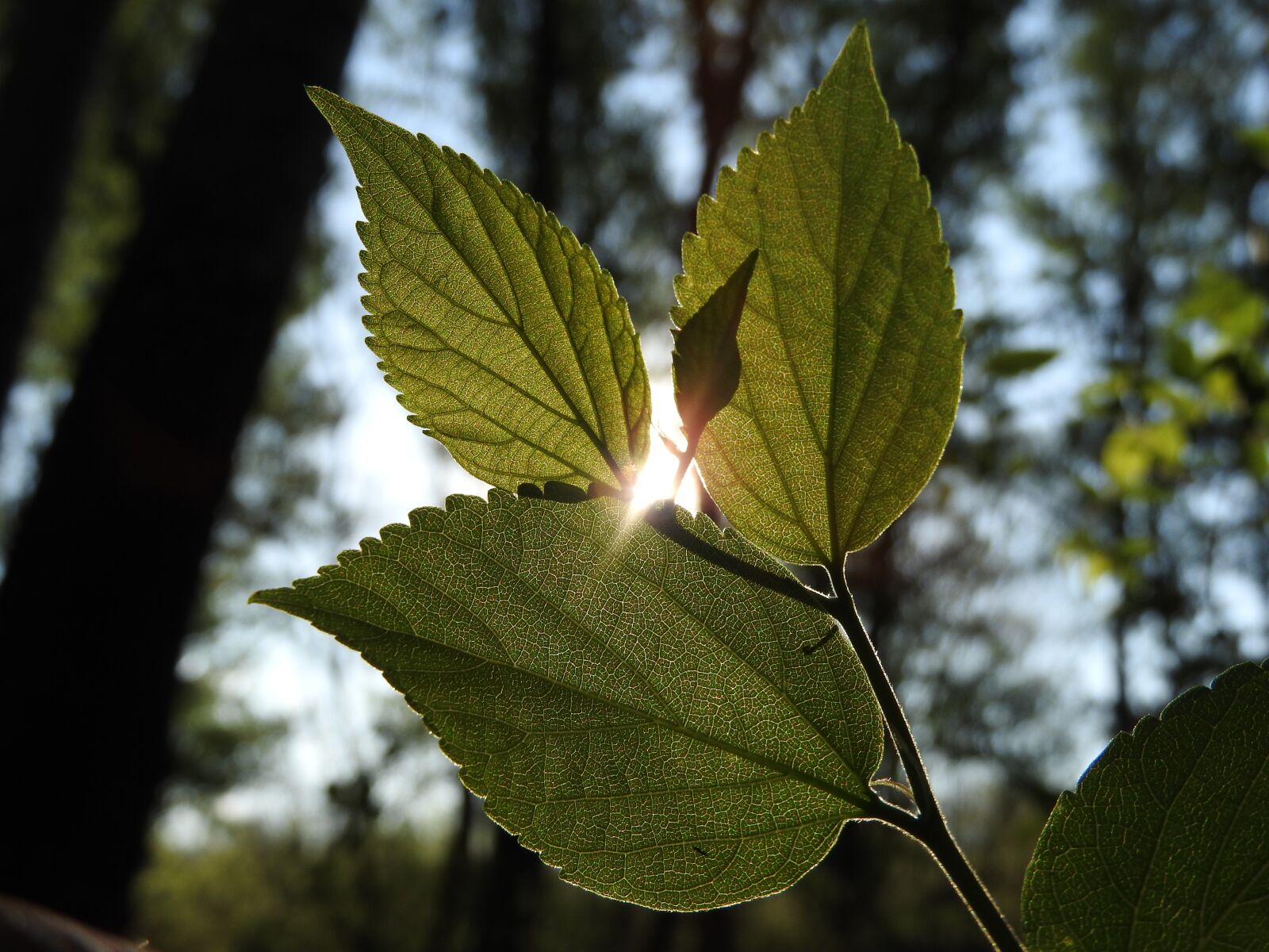 Nikon Coolpix P610 sample photo. Sun, nature, leaf photography