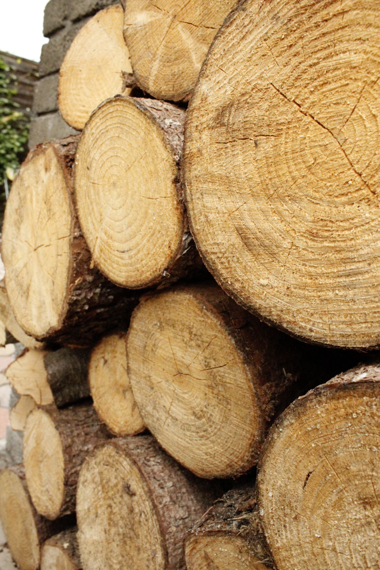 Canon EOS 1200D (EOS Rebel T5 / EOS Kiss X70 / EOS Hi) sample photo. Wood, stump, nature photography