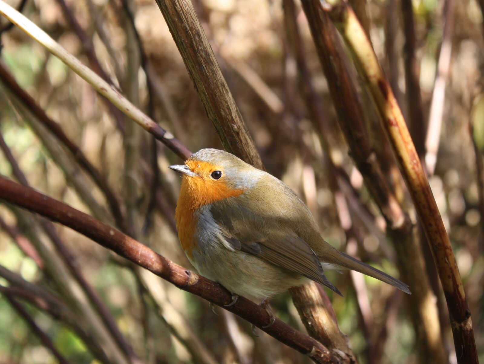 Canon EOS 1000D (EOS Digital Rebel XS / EOS Kiss F) sample photo. Robin, bird, winter photography