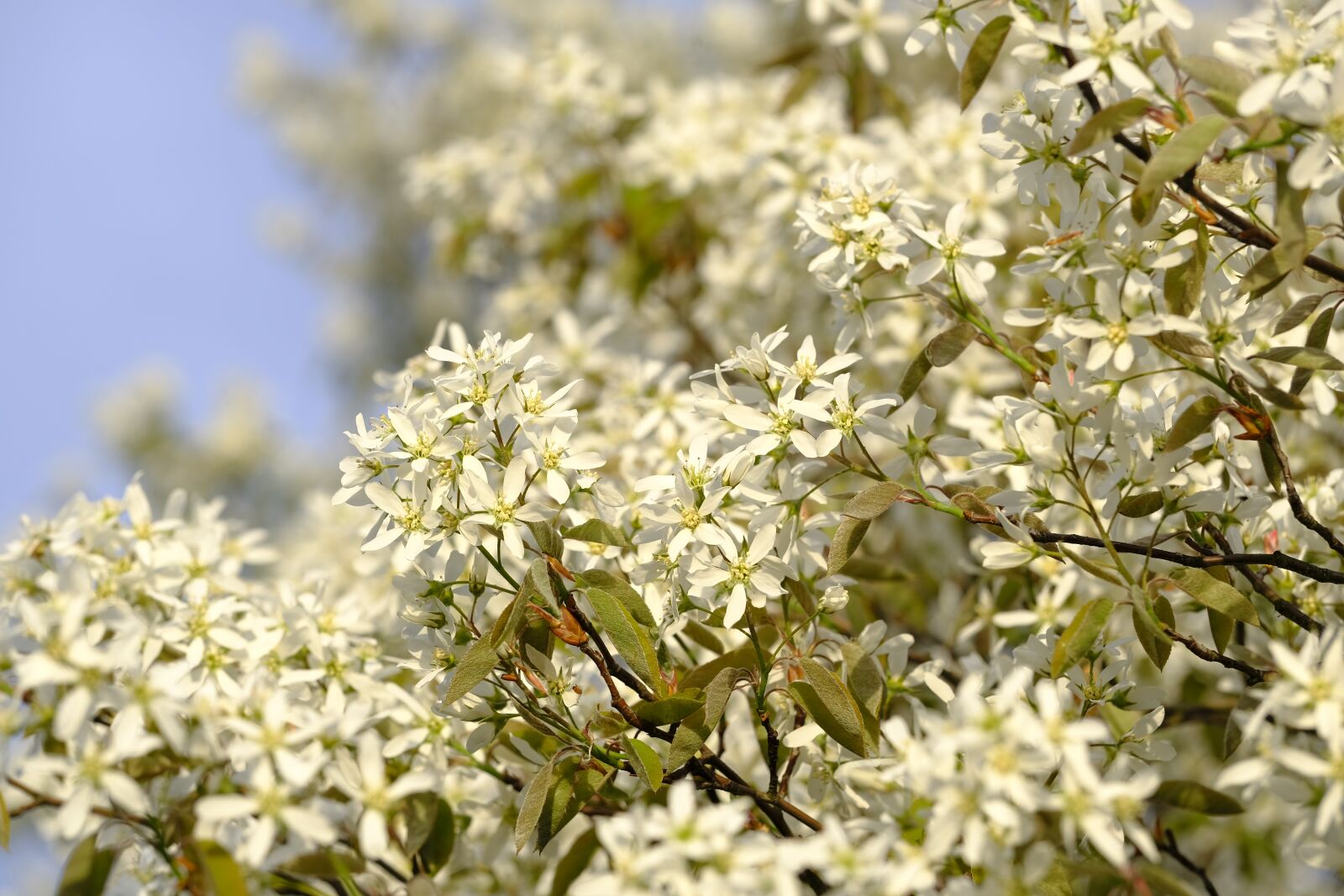 Fujifilm X-T2 + Fujifilm XF 80mm F2.8 R LM OIS WR Macro sample photo. Flower, blossom, bloom photography