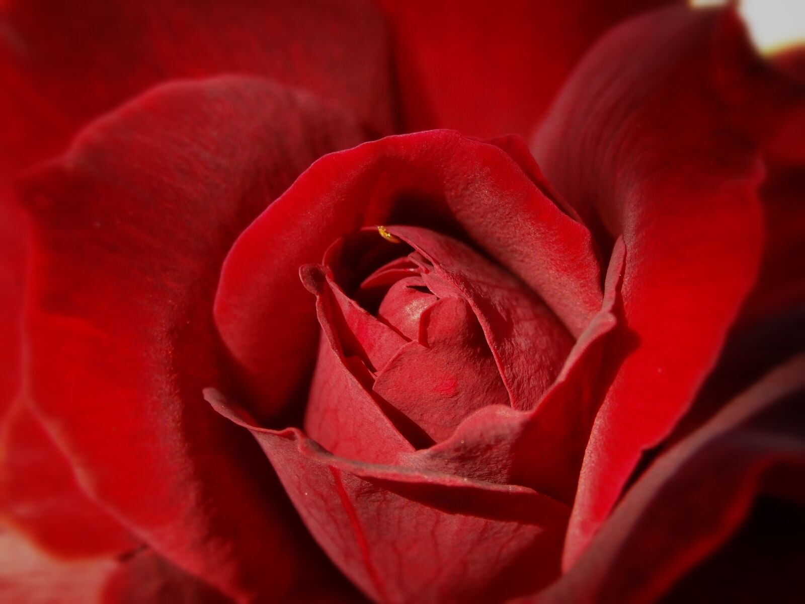 Olympus SZ-15,DZ-100 sample photo. Rosa, roses, petal photography