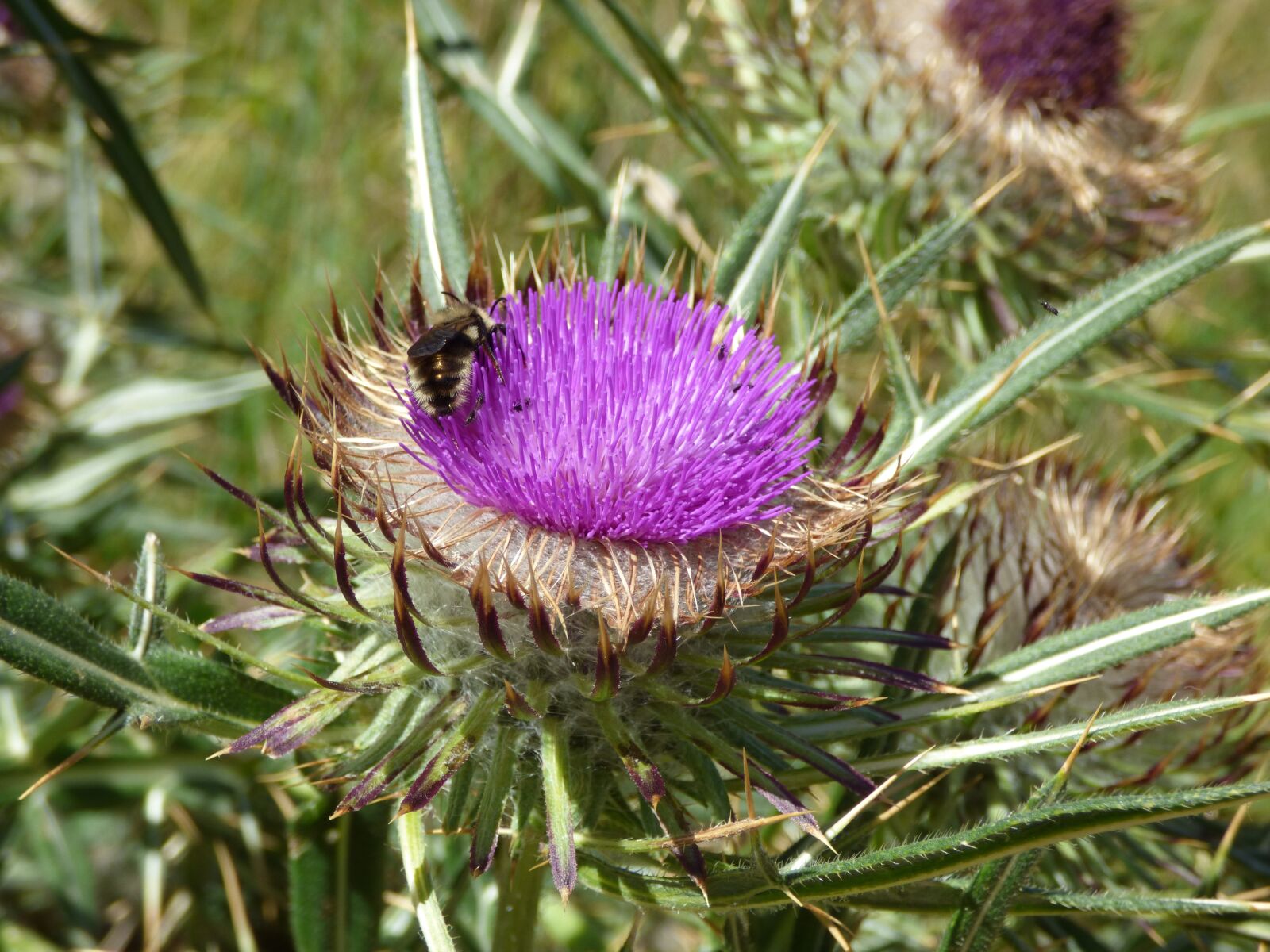Panasonic DMC-FZ72 sample photo. Thistle, color, bee photography