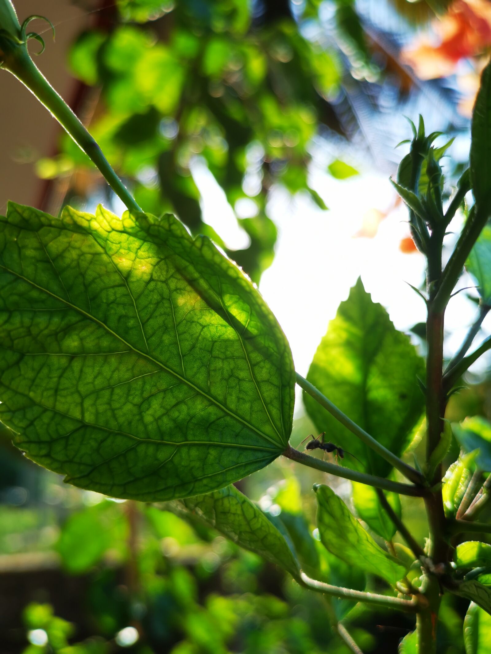HUAWEI LYA-L29 sample photo. Leaf, ant, branch photography