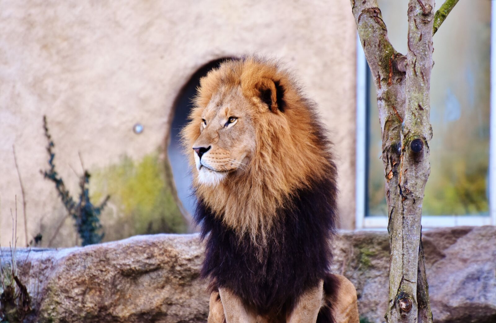 Nikon D7200 sample photo. Lion, big cat, predator photography