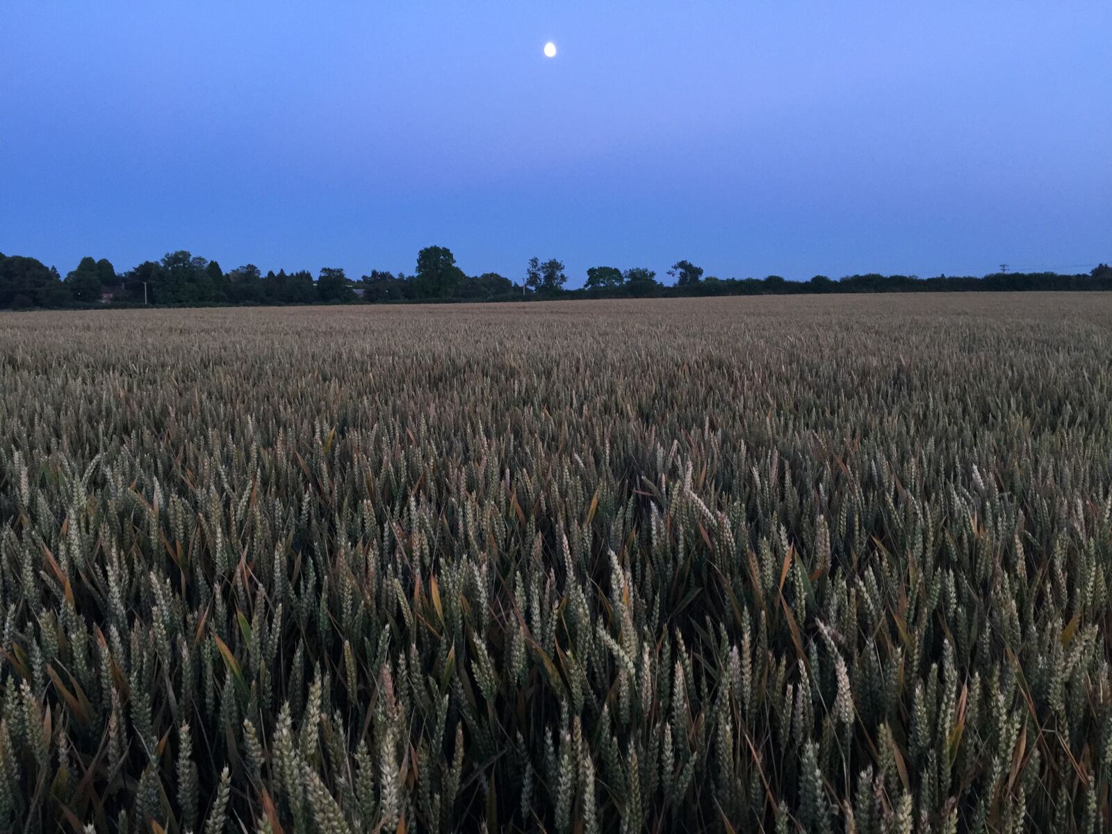 iPhone 6 Plus back camera 4.15mm f/2.2 sample photo. Dusk, field, straw, sky photography