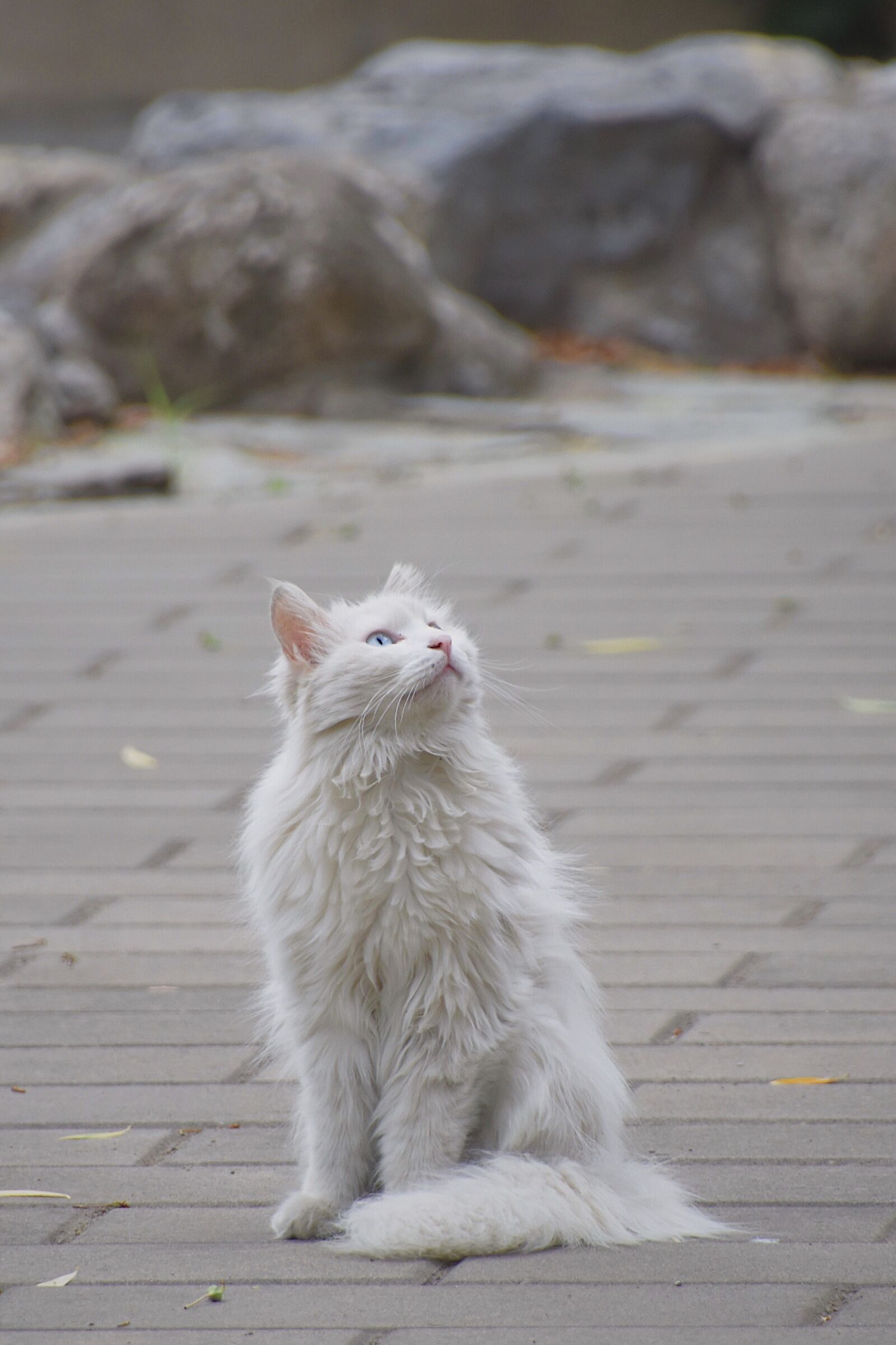 Nikon D7200 sample photo. Cat, white, animal photography