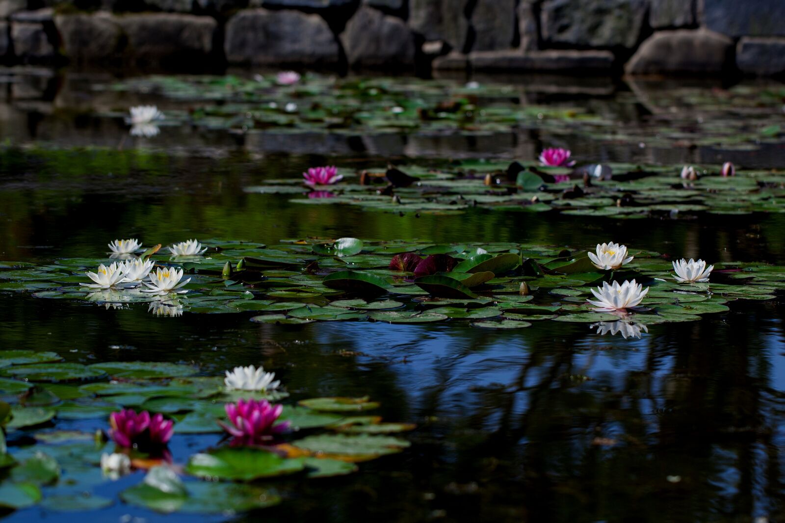 Canon EOS 5D Mark II + Canon EF 100mm F2.8L Macro IS USM sample photo. Pond, water lilies, plants photography