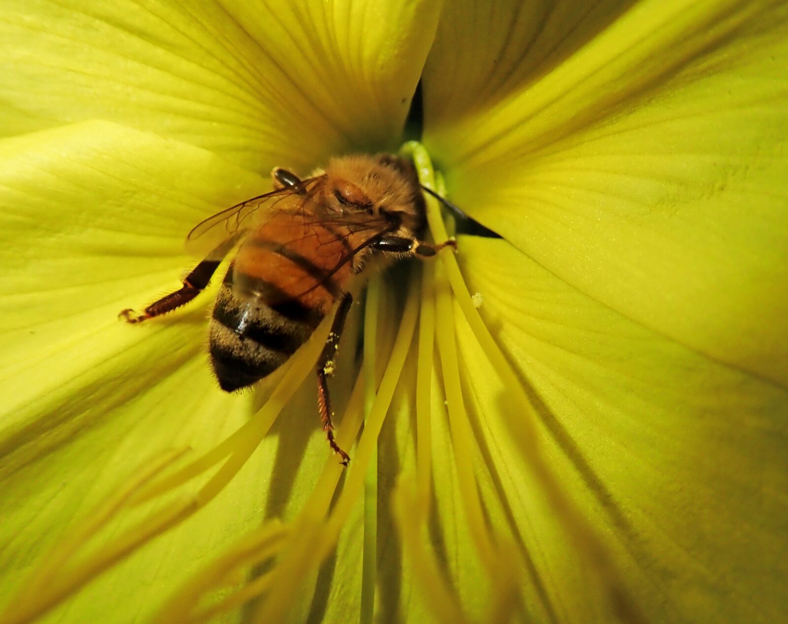 Olympus TG-5 sample photo. Bee, insect, flower photography
