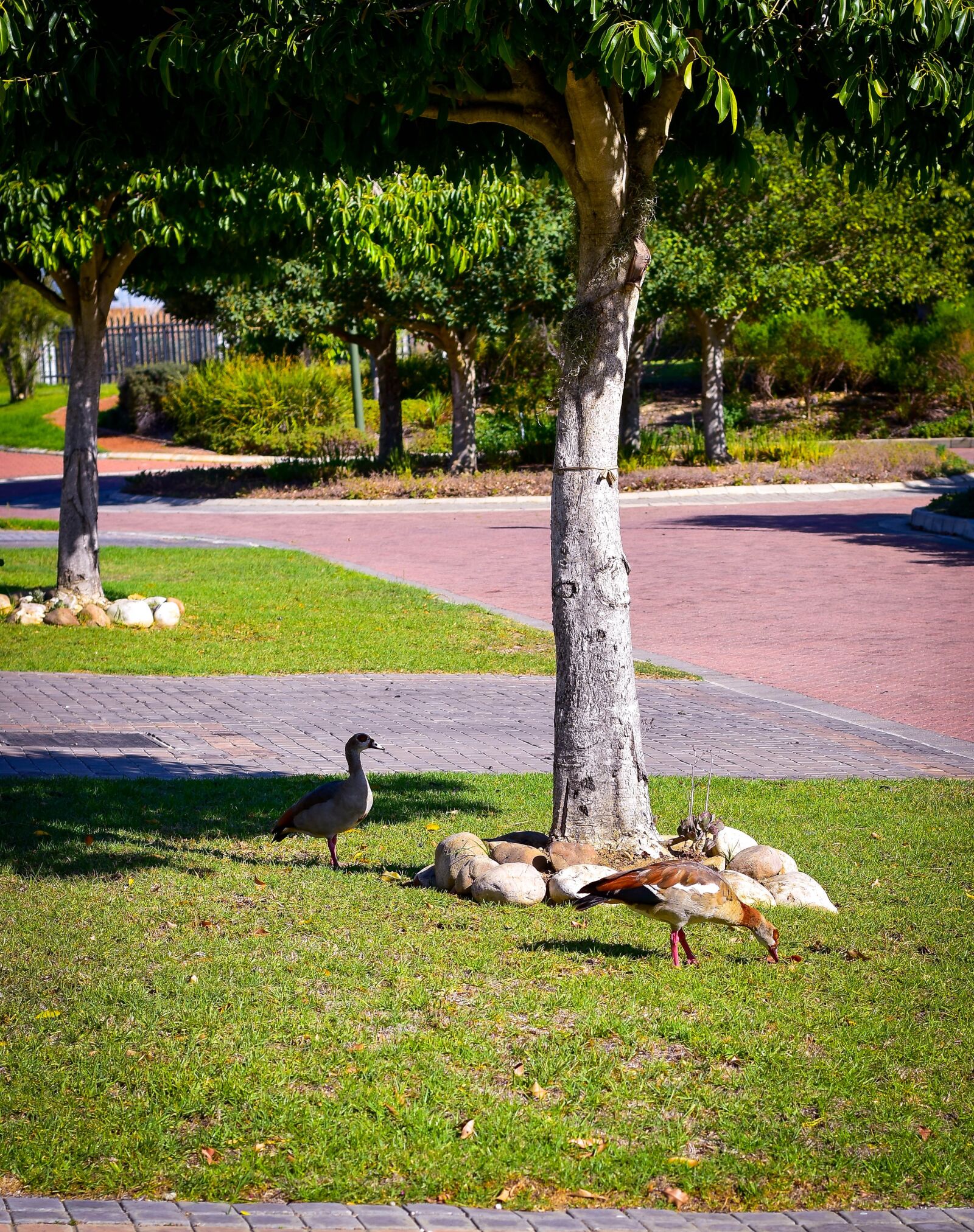 Nikon D5500 sample photo. Egyptian geese, bird, geese photography