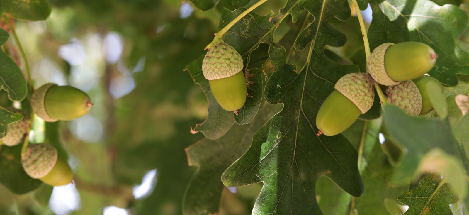 Canon EOS 80D + Canon EF 50mm F1.8 STM sample photo. Acorn, oak, tree photography