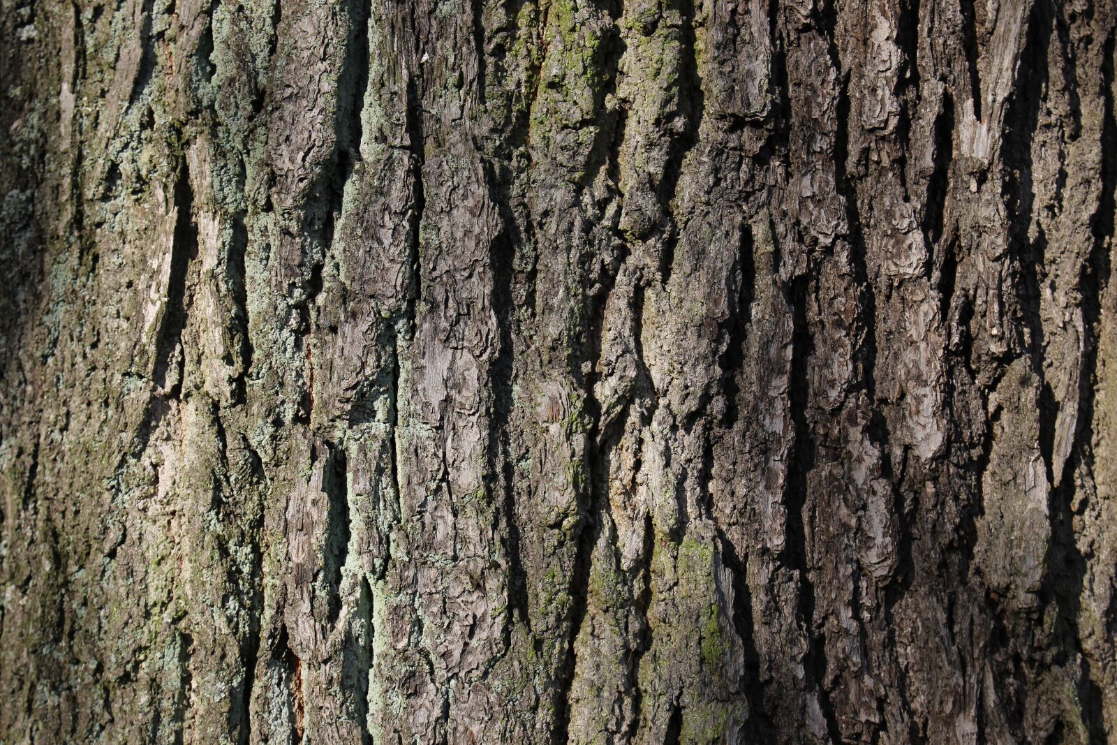 Canon EOS 700D (EOS Rebel T5i / EOS Kiss X7i) sample photo. Light, shadow, tree photography