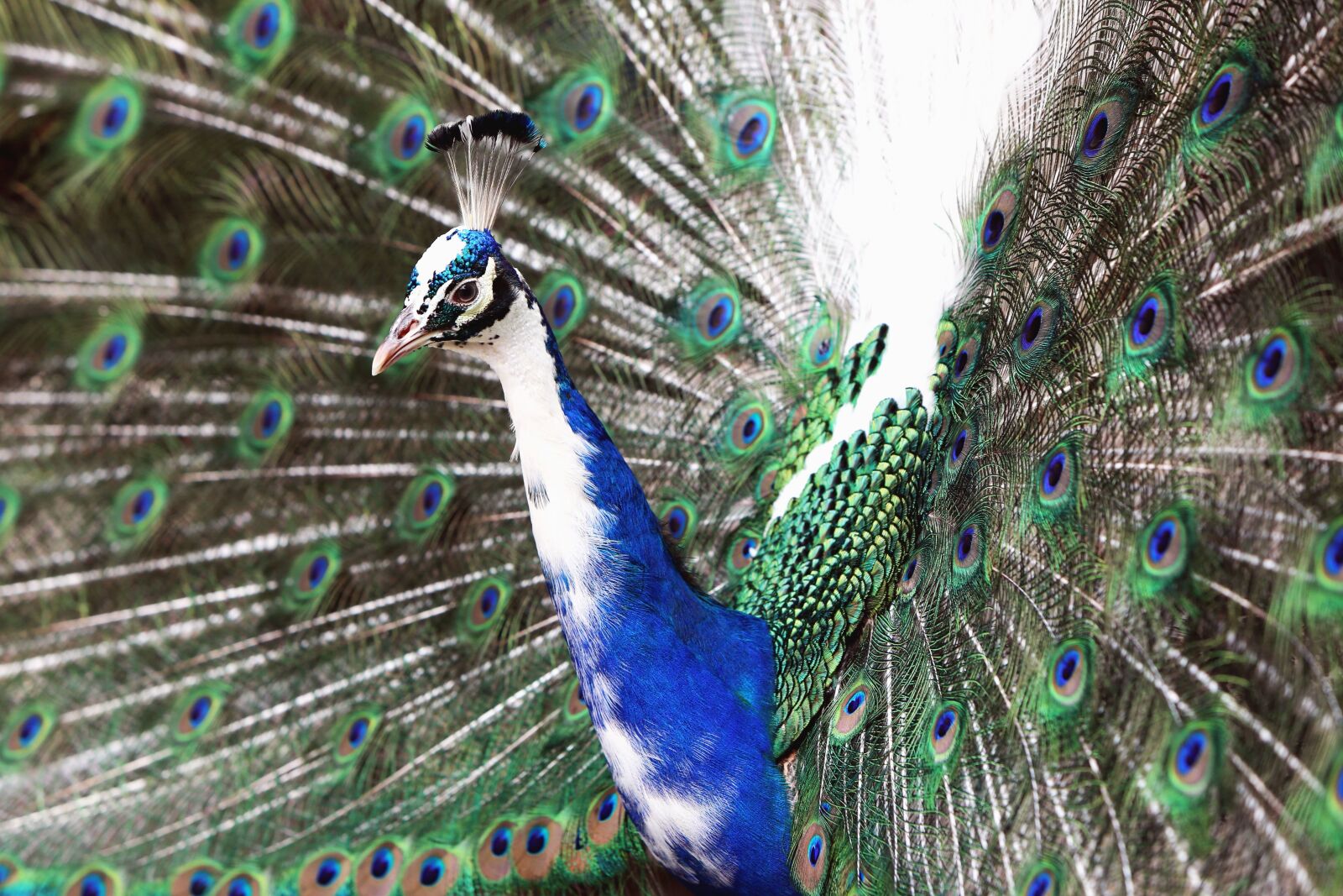 Canon EOS 5D Mark III sample photo. Indian peacock, bird, beak photography