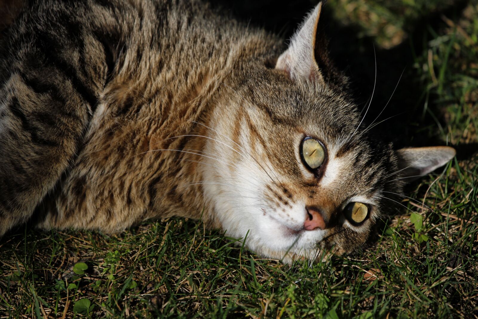 Canon EOS 5D Mark II sample photo. Cat, eyes, animal photography