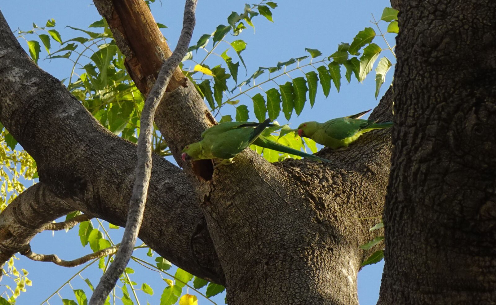 Sony DSC-WX800 sample photo. Bird, parakeet, green photography