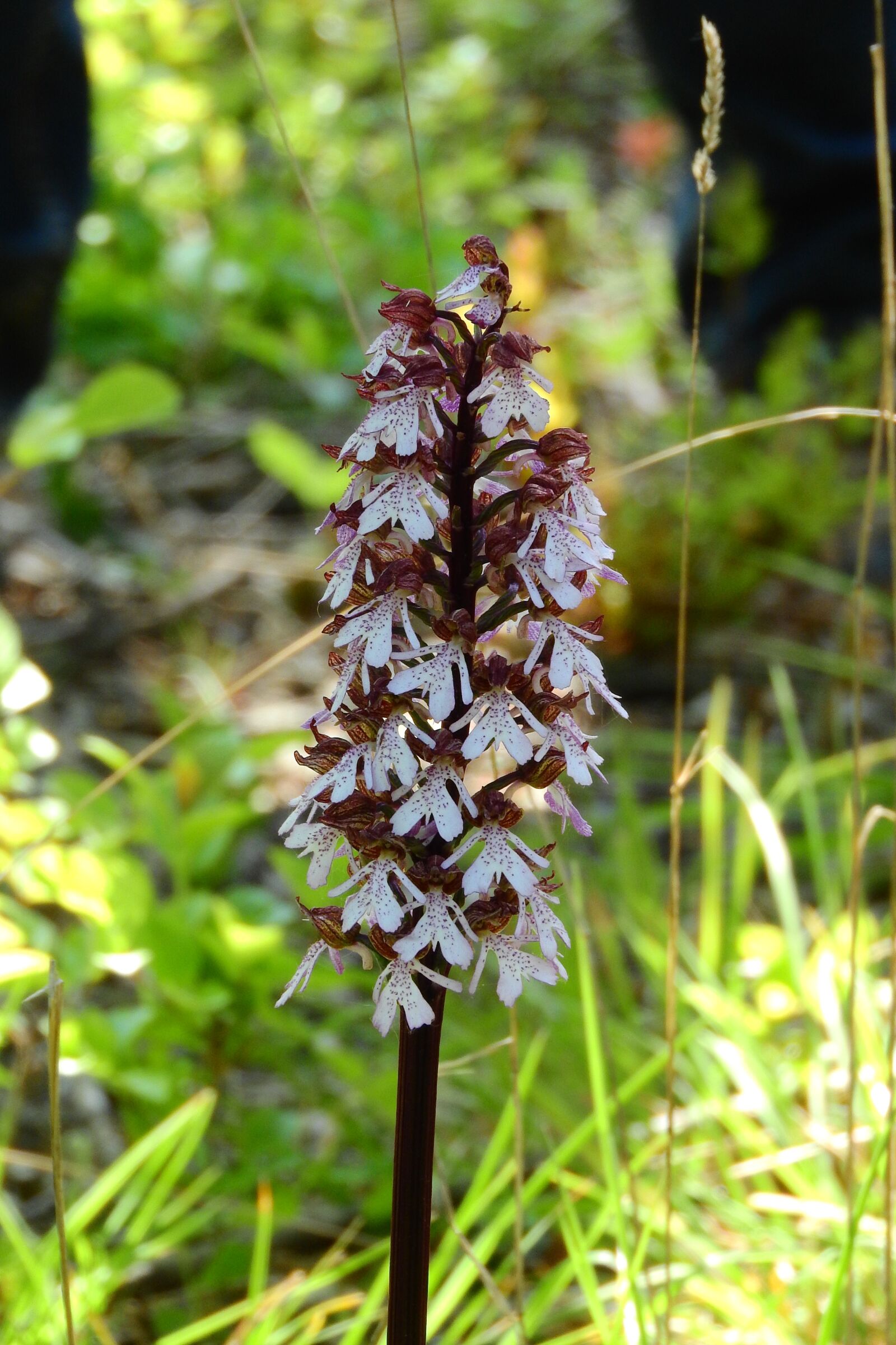 Nikon Coolpix P610 sample photo. Orchid, meadow, meadow flowers photography