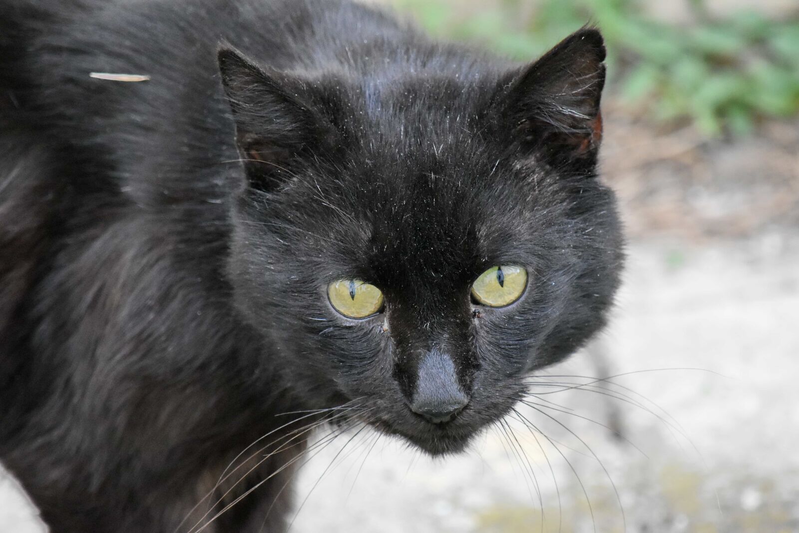 Nikon D5500 sample photo. Black, head, kitten, looking photography