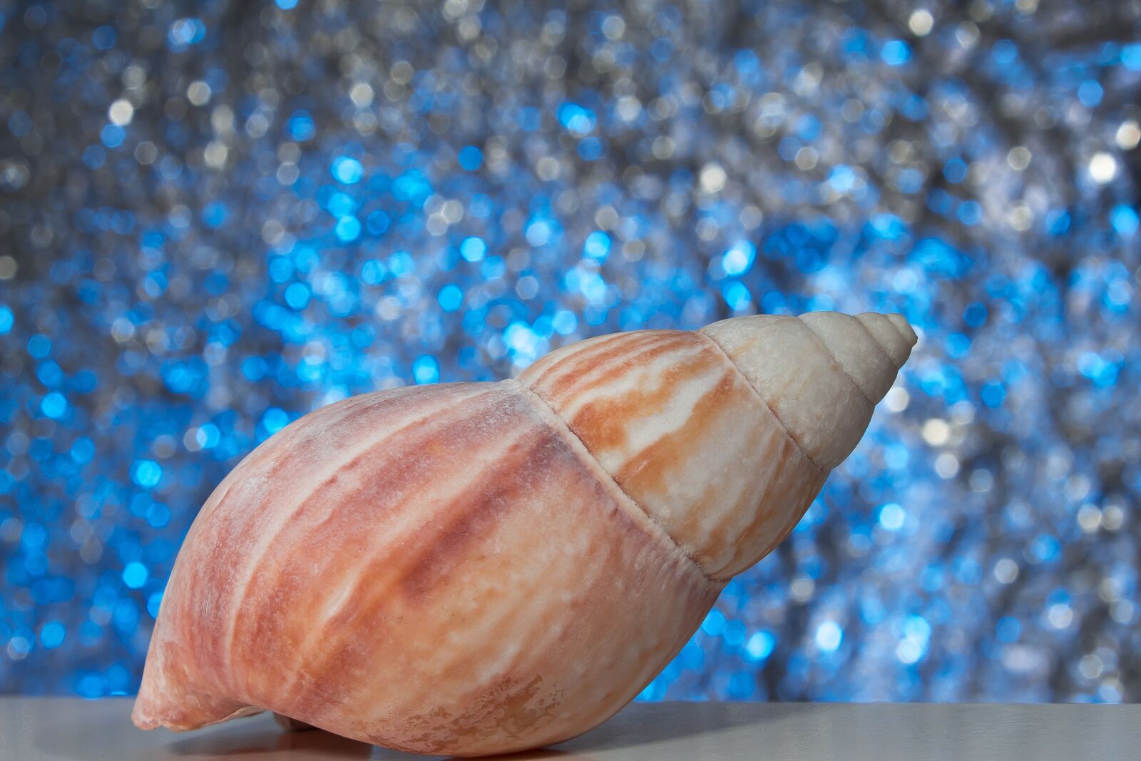 Canon EOS 1300D (EOS Rebel T6 / EOS Kiss X80) sample photo. Snail, sea, vacations photography