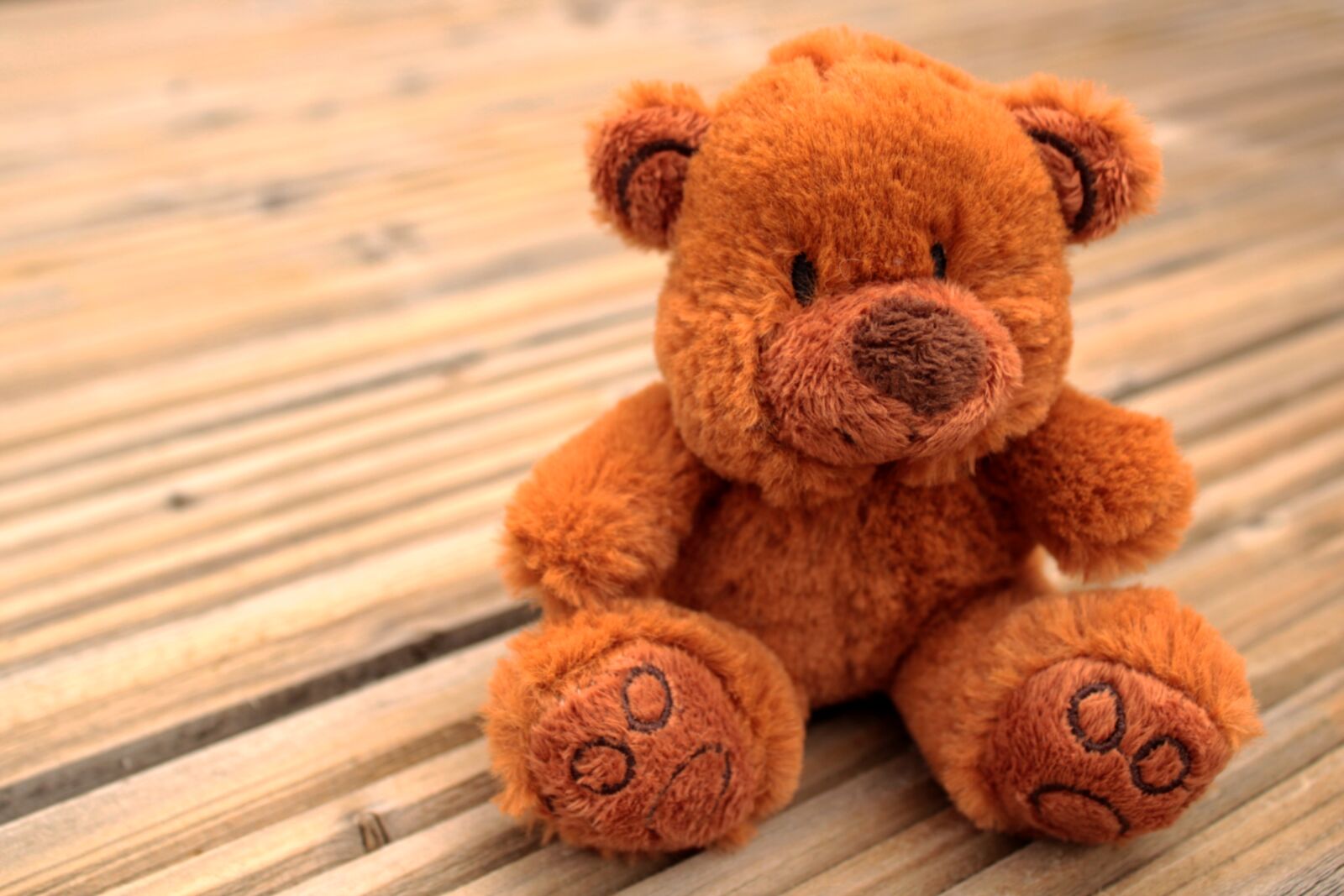 Canon EOS 2000D (EOS Rebel T7 / EOS Kiss X90 / EOS 1500D) sample photo. Teddy bear, teddy, honey photography
