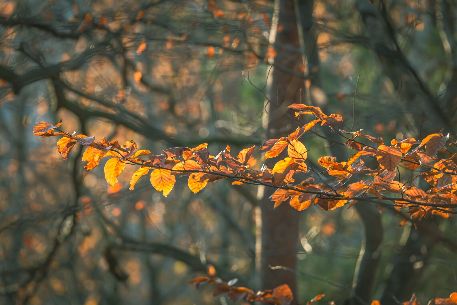 Canon EOS 6D sample photo. Autumn, leaves, orange photography